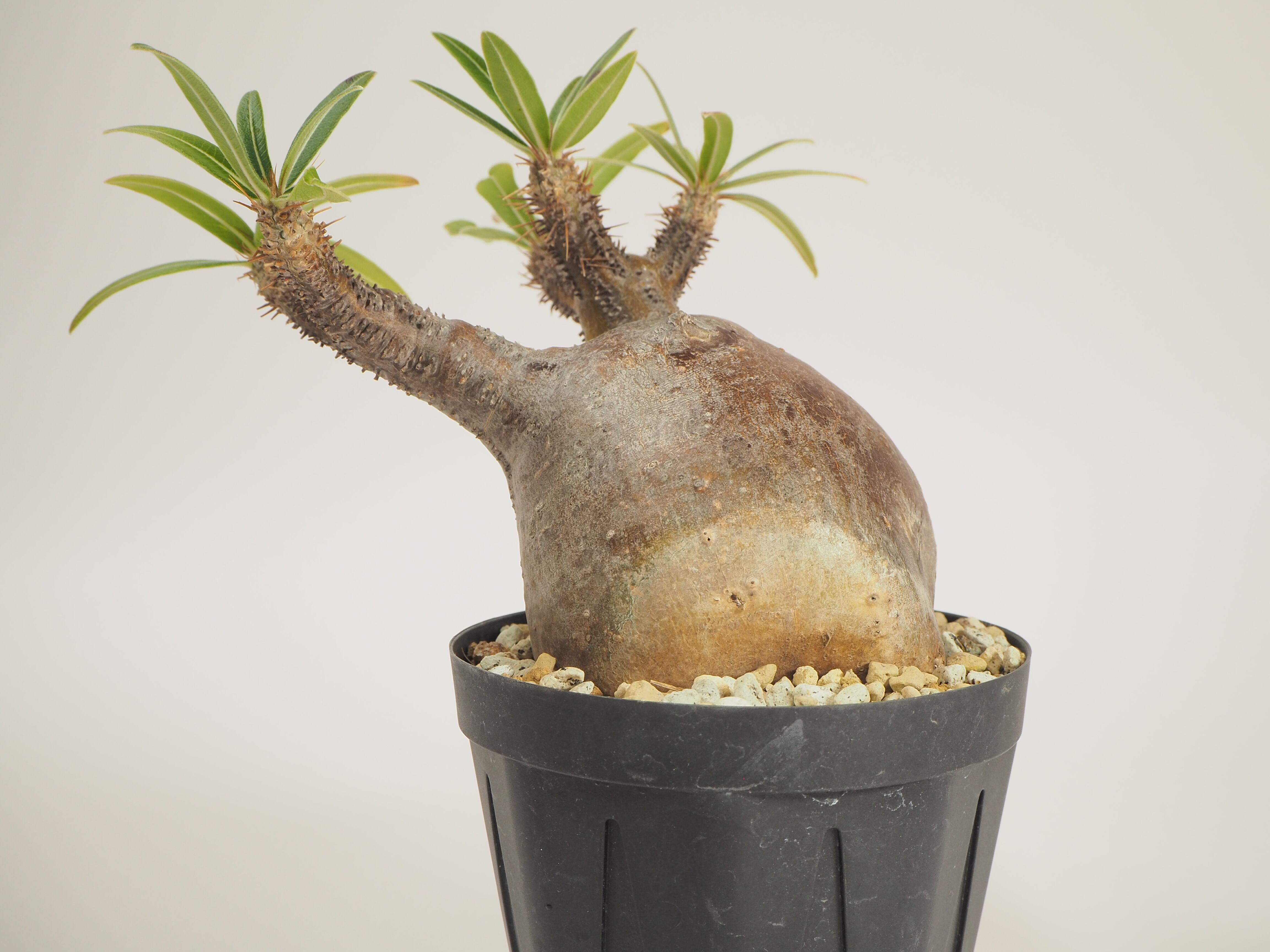 よよよ　グラキリス よよよ グラキリス パキポディウム：グラキリス 2.5号 No.5 の