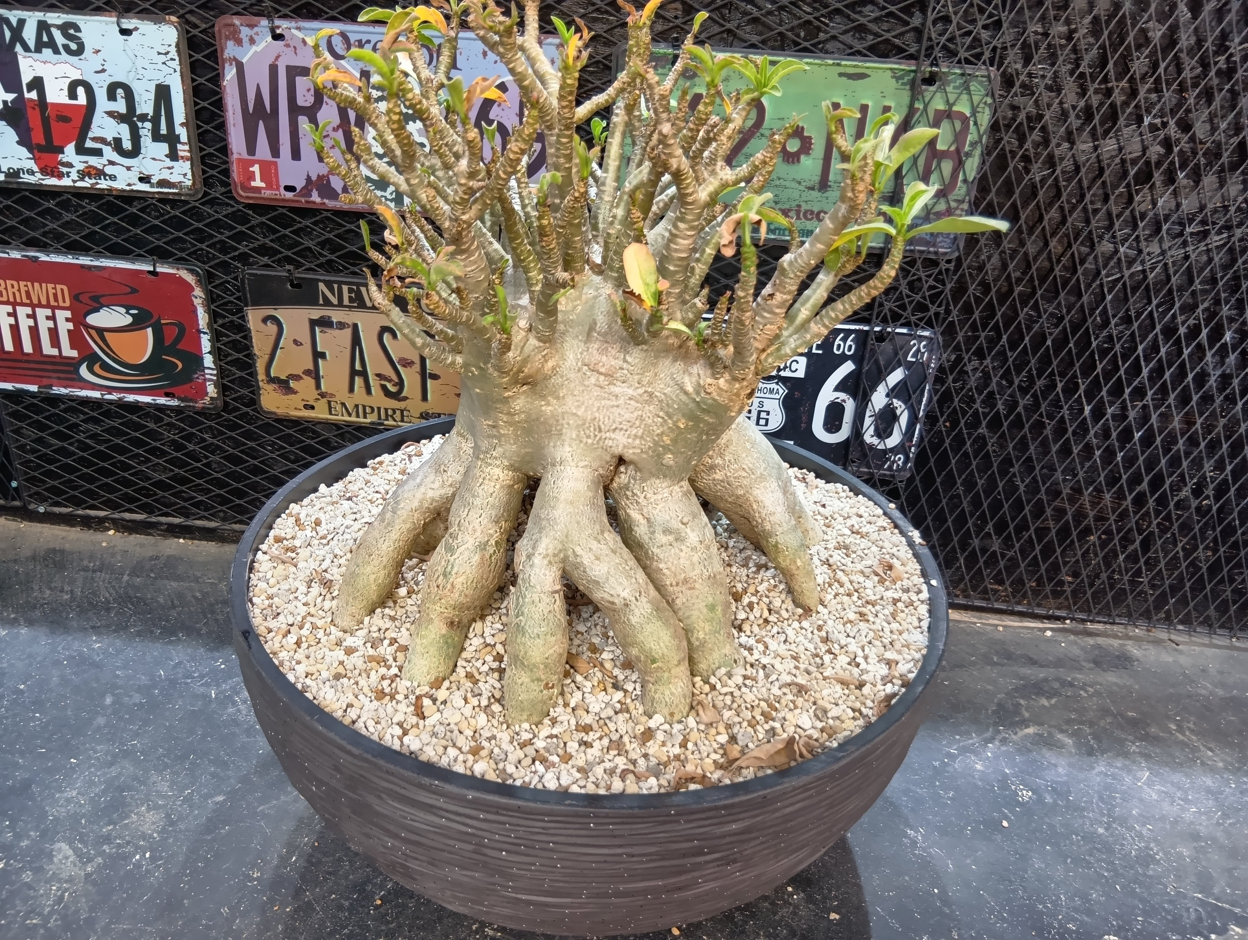 アデニウム アラビカム 巨大 発送は抜き苗 | Buenaplant