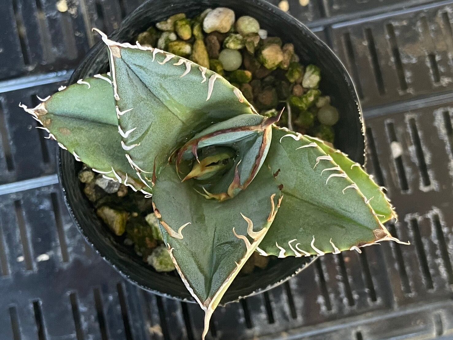 【 F-13 】oteroi seedling ①