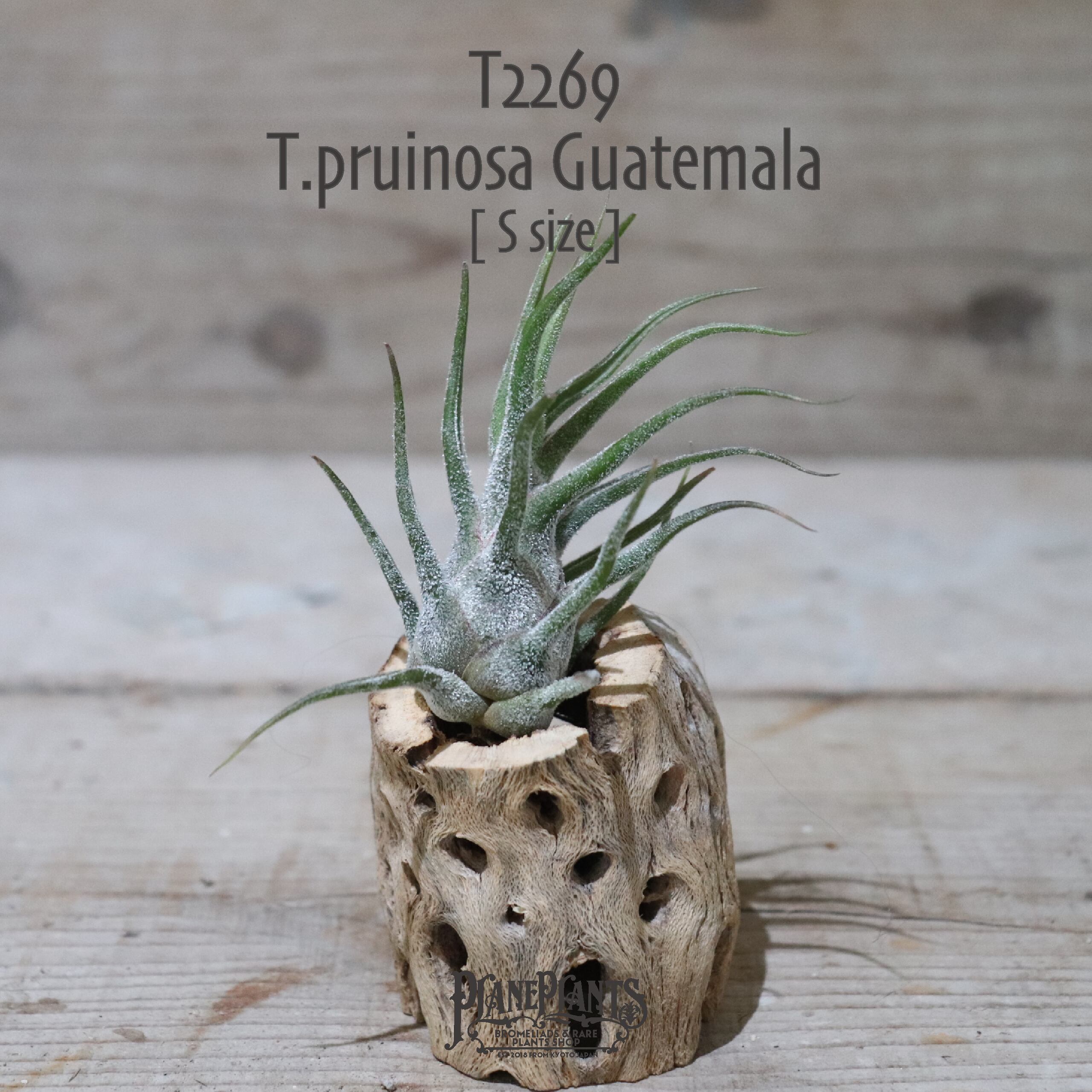 【送料無料】プルイノーサ グアテマラ S〔エアプランツ〕現品発送T2269