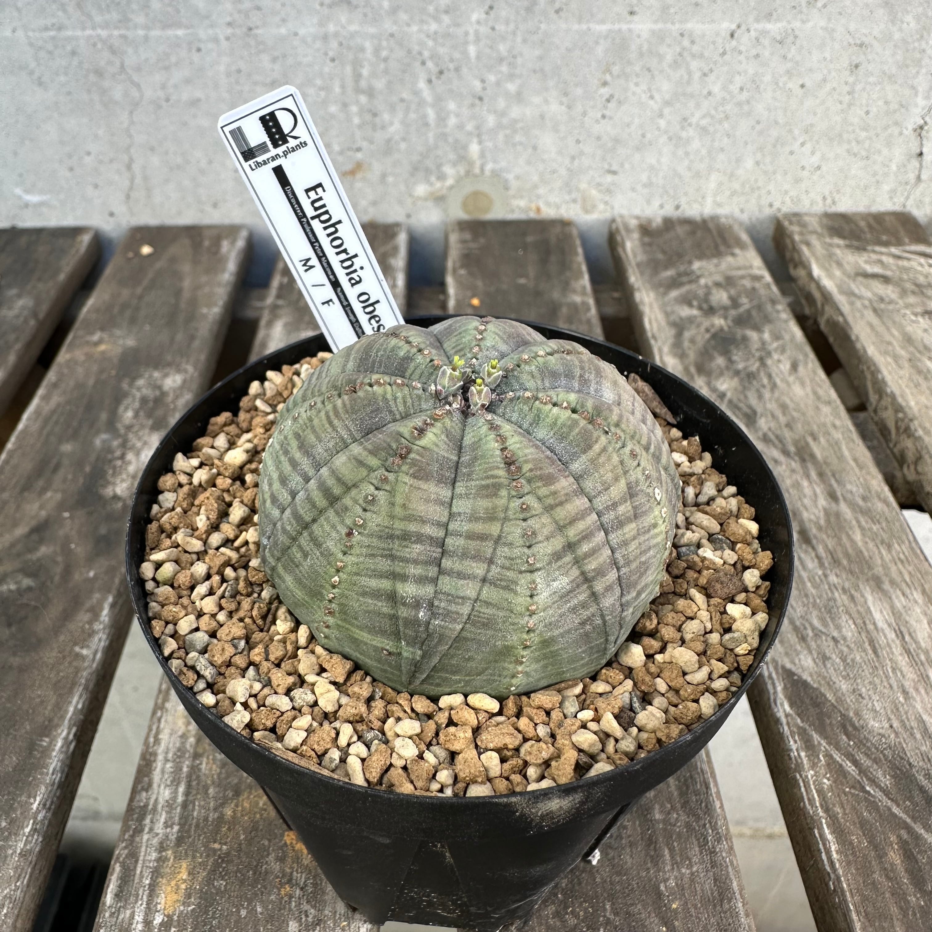 Obesa メス株 | Libaran_Plants〜ユーフォルビア オベサ 専門店