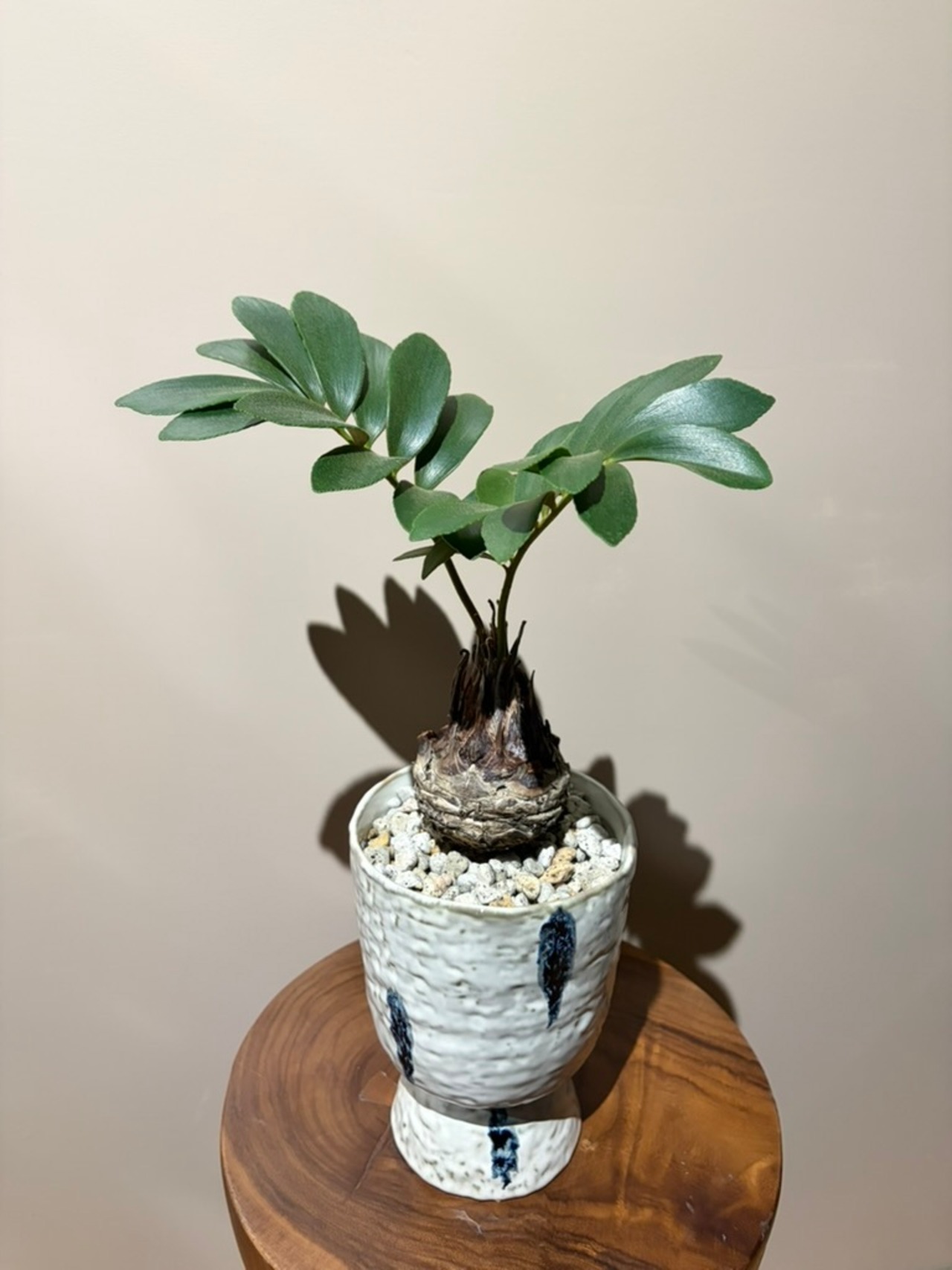 【ご予約品】ザミア・フルフラセア｜陶器鉢仕立て