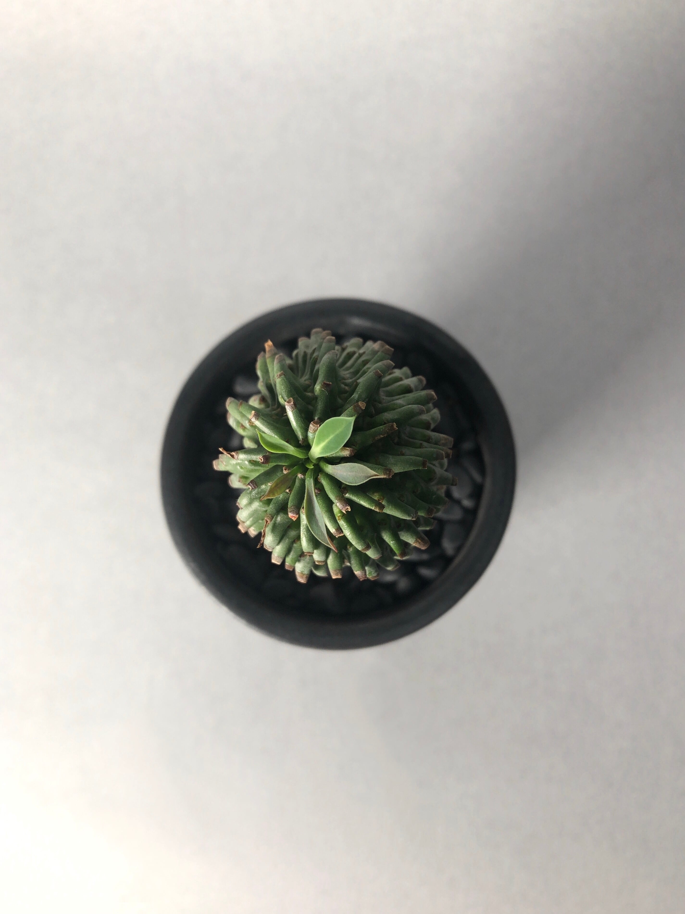 ユーフォルビア・安曇野鉄甲 | trigger