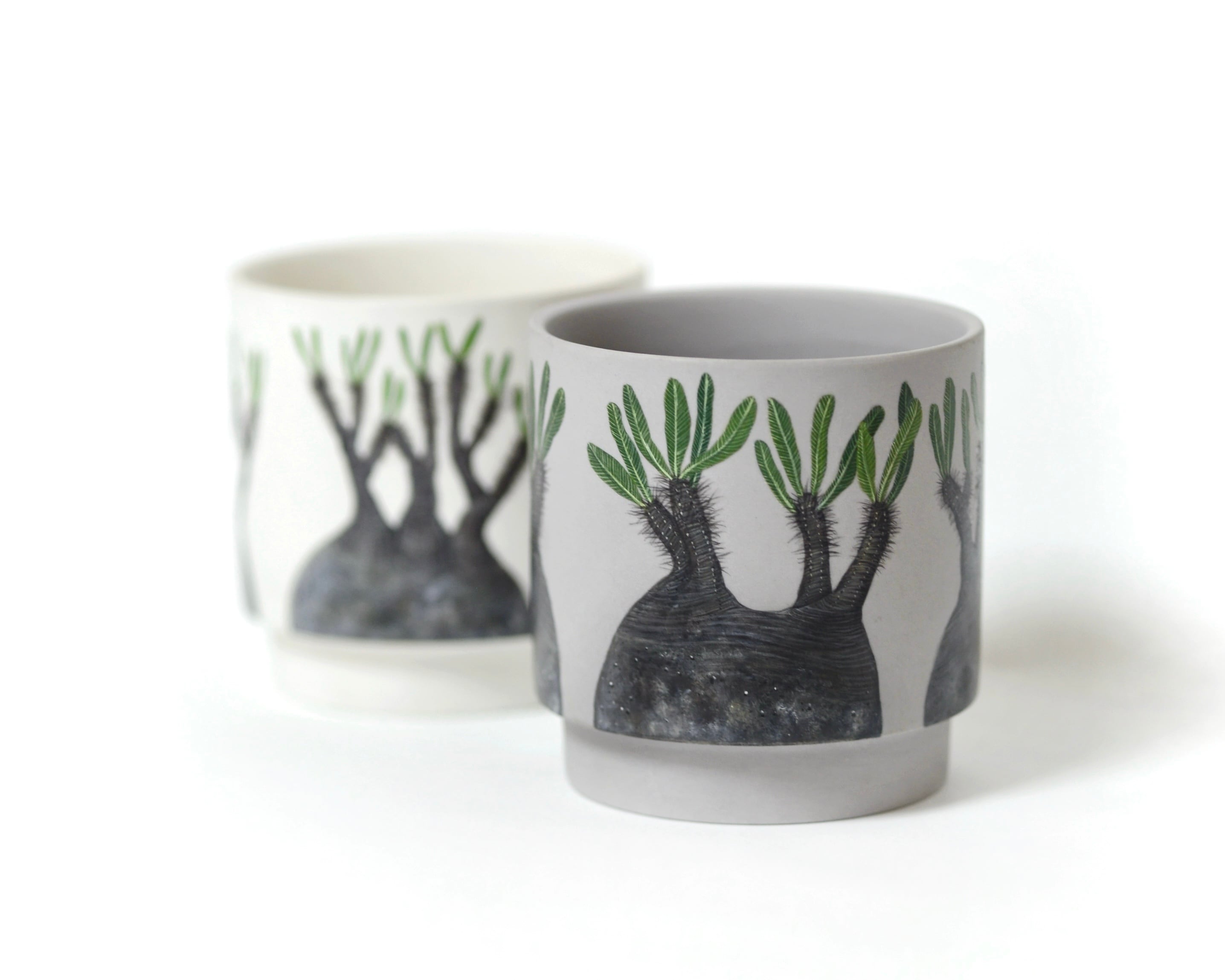 パキポディウムグラキリス ペイント鉢グレー