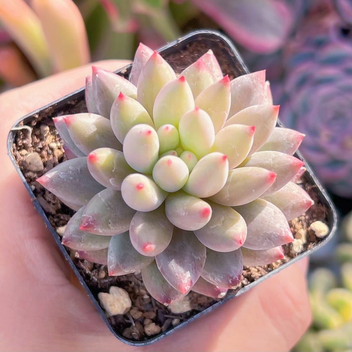 現品　金魚姫#931　るる農園