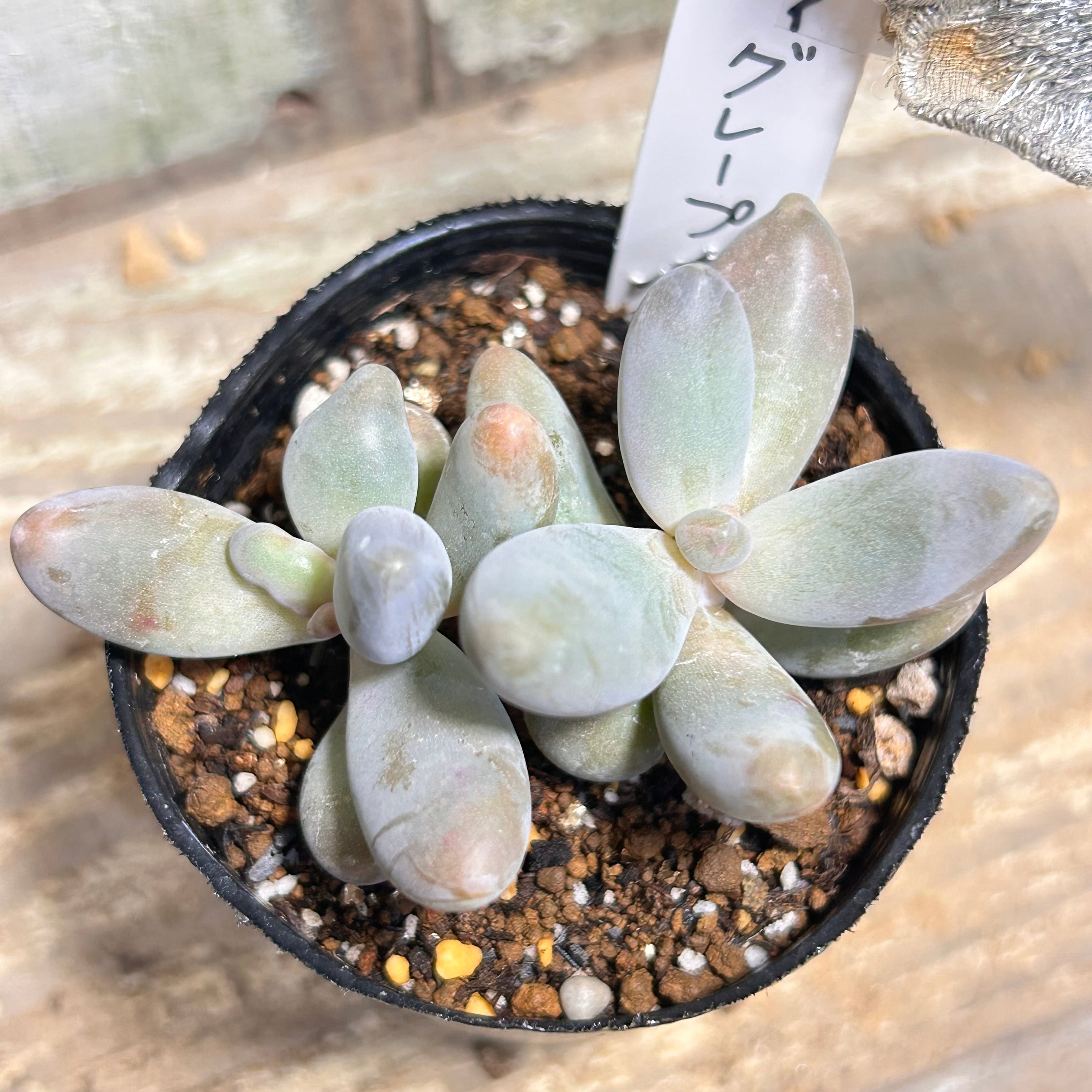 キャンディグレープ | RuPo 多肉植物専門店