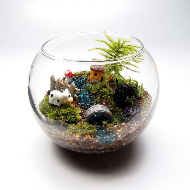 苔テラリウム 手作りキット一式 金魚鉢コウヤノマンネングサ 工房 津軽moss 苔テラリウム 手作りキット一式 金魚鉢コウヤノマンネングサ 工房 津軽moss