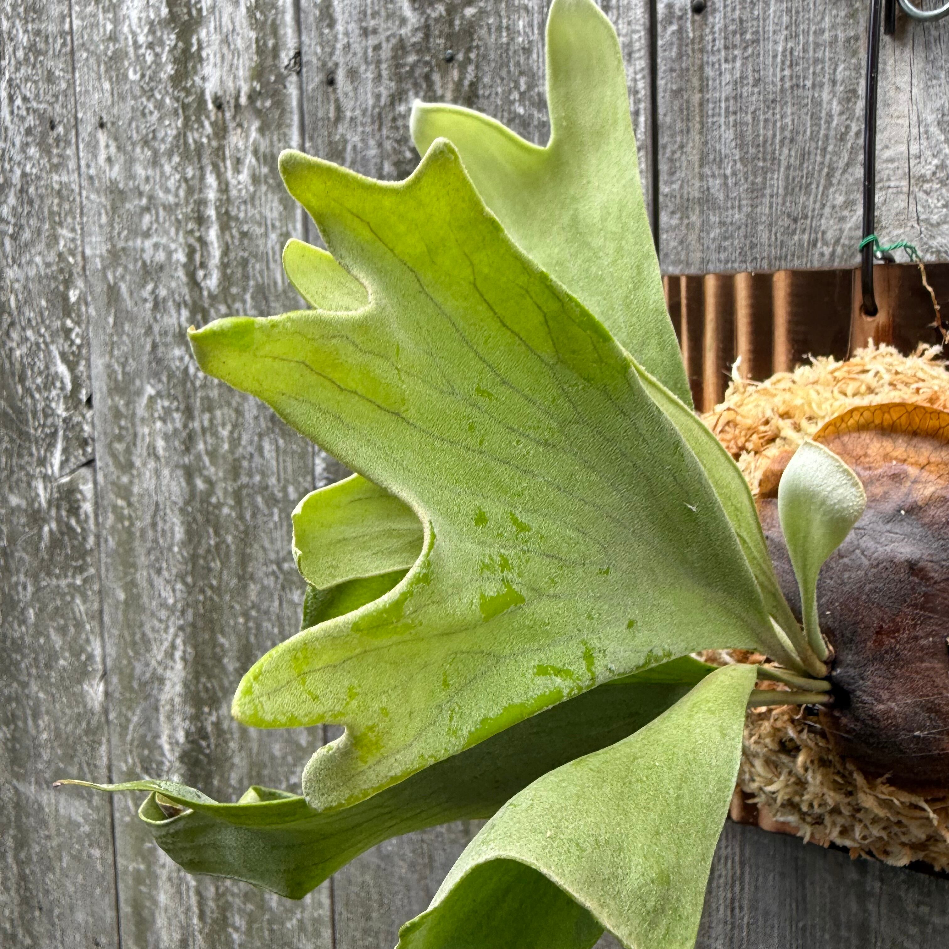 P. Mt Lewis spore select (pup) | naturefix