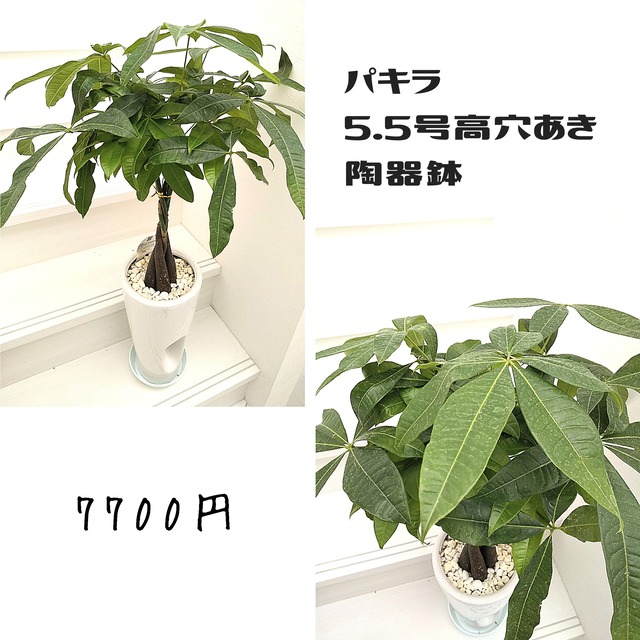 観葉植物 パキラ 5 5号高穴あき 陶器鉢 札幌 花屋 花だより 札幌市北区のお花屋さん