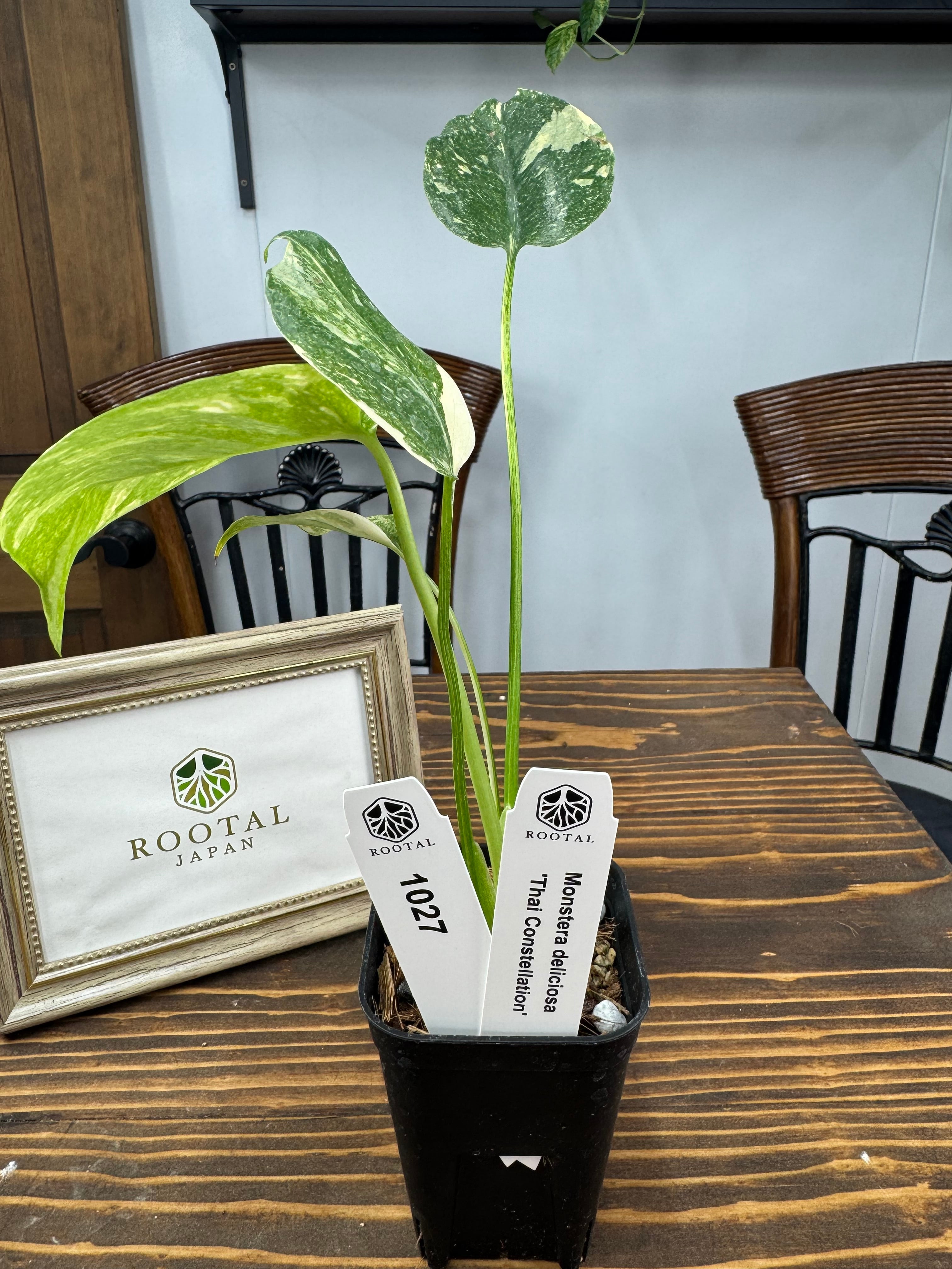 ☆1027【斑入り模様が別格に美しい一品】モンステラ デリシオーサ タイ