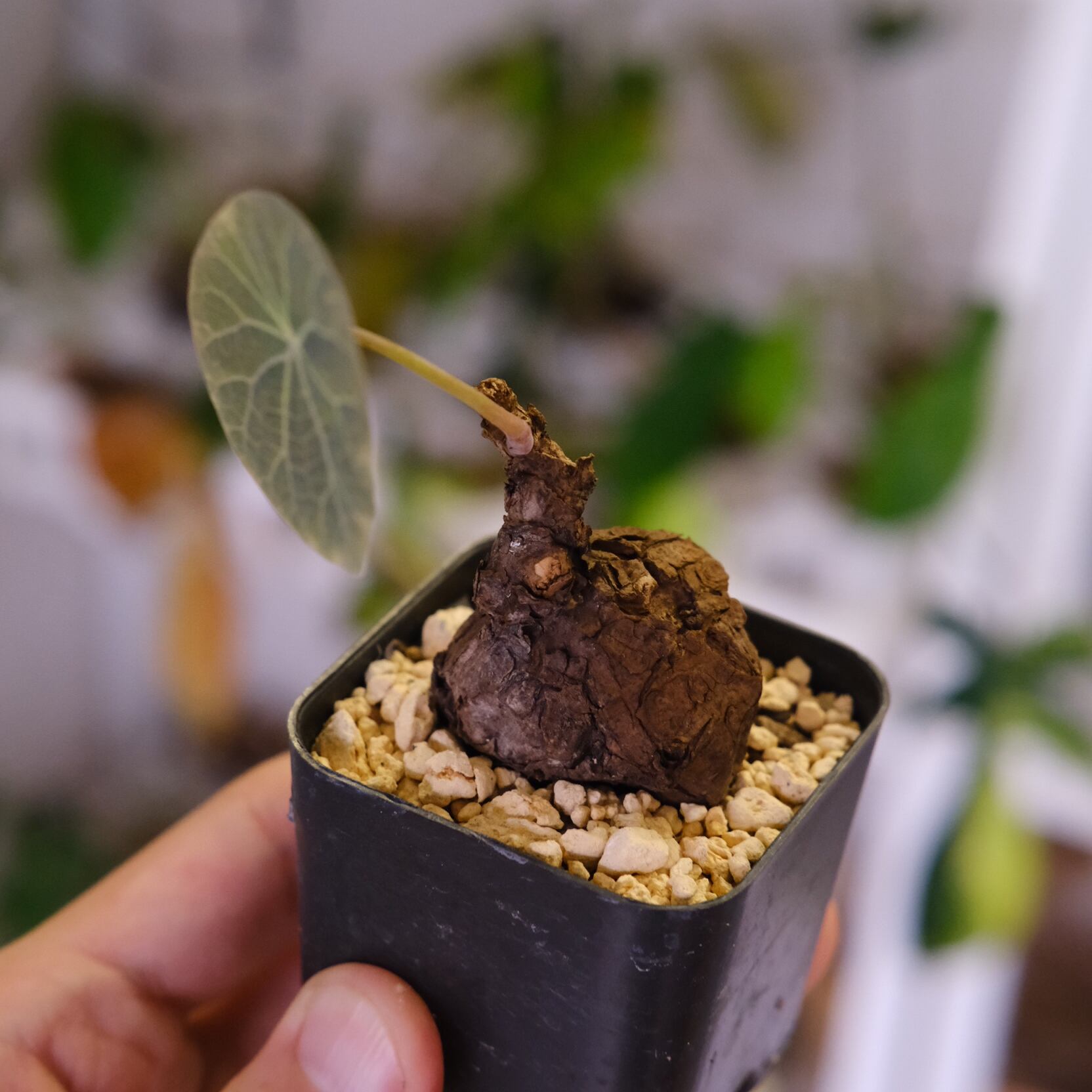 Stephania kaweesakii / ステファニア カウィーサキー㊵/ 観葉植物