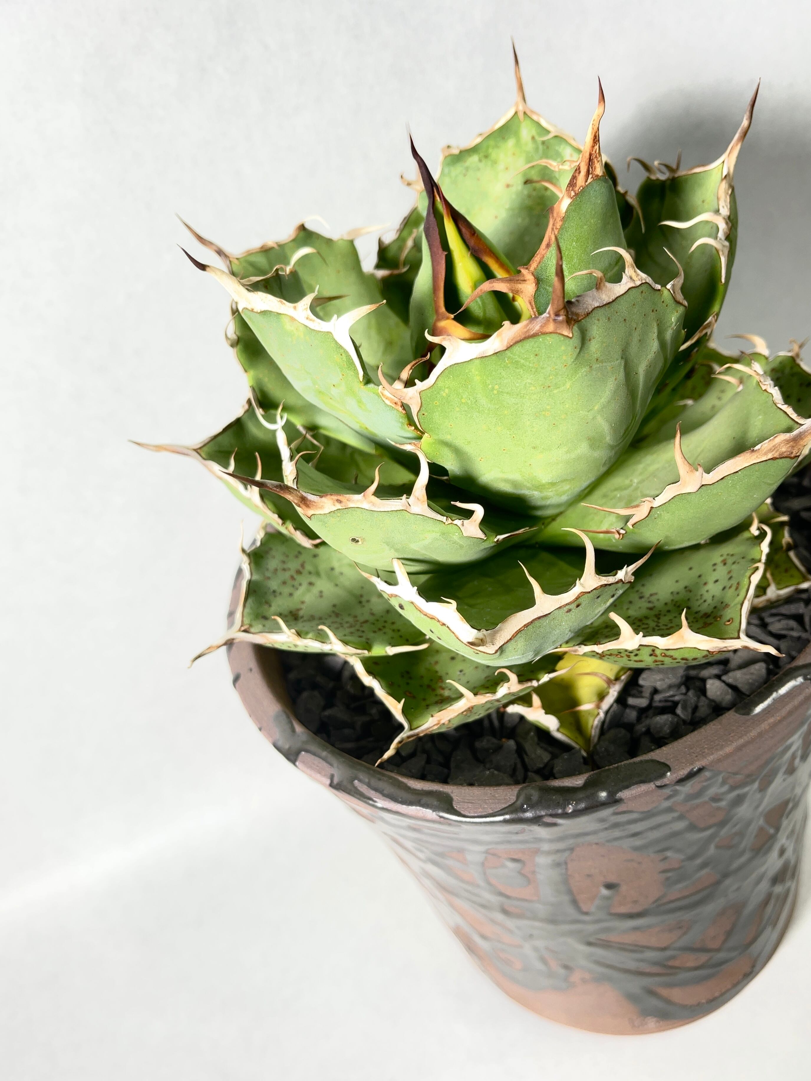 アガベ・強刺fo-76 | trigger