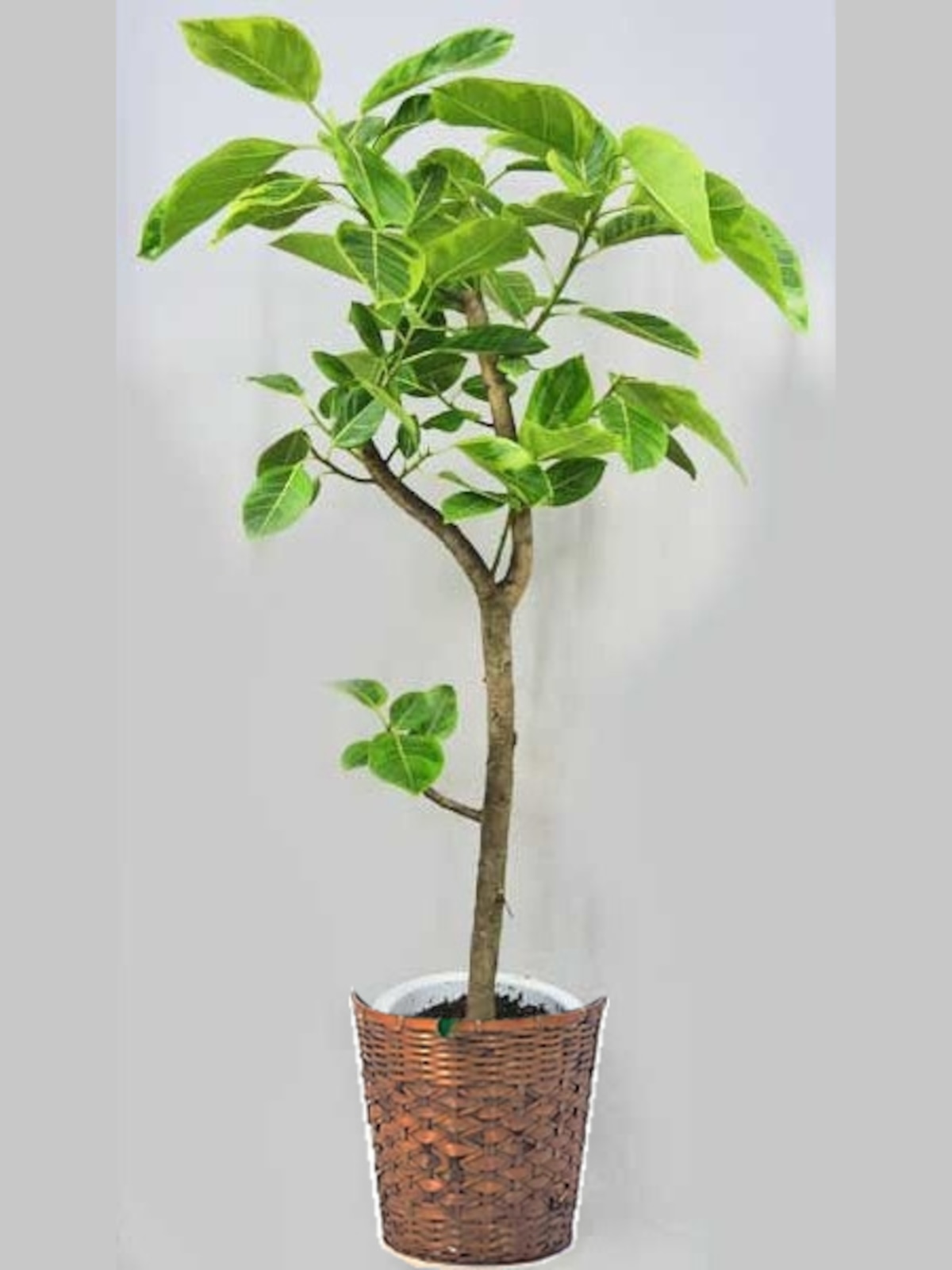 観葉植物 アルテシマゴムの木(朴) 8号 バスケット付き♪送料無料(個人宅除く)♪フィカス(フィッカス)(フィクス)・アルテシマ(アルティ ...