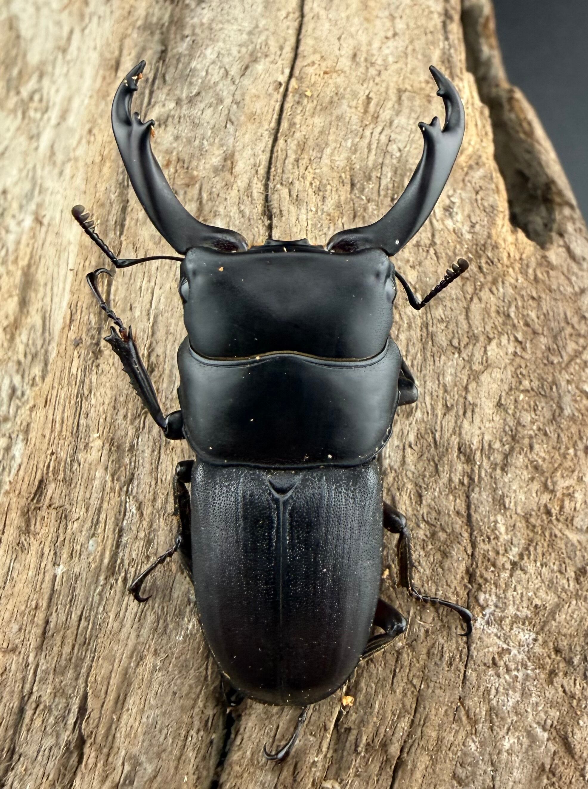 WD】《ハンステインヒラタ原名亜種 46mm ペア》 | KPW公式オンライン