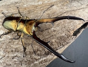 《メタリフェルホソアカ亜種サンギレンシス 70.5mm ペア》