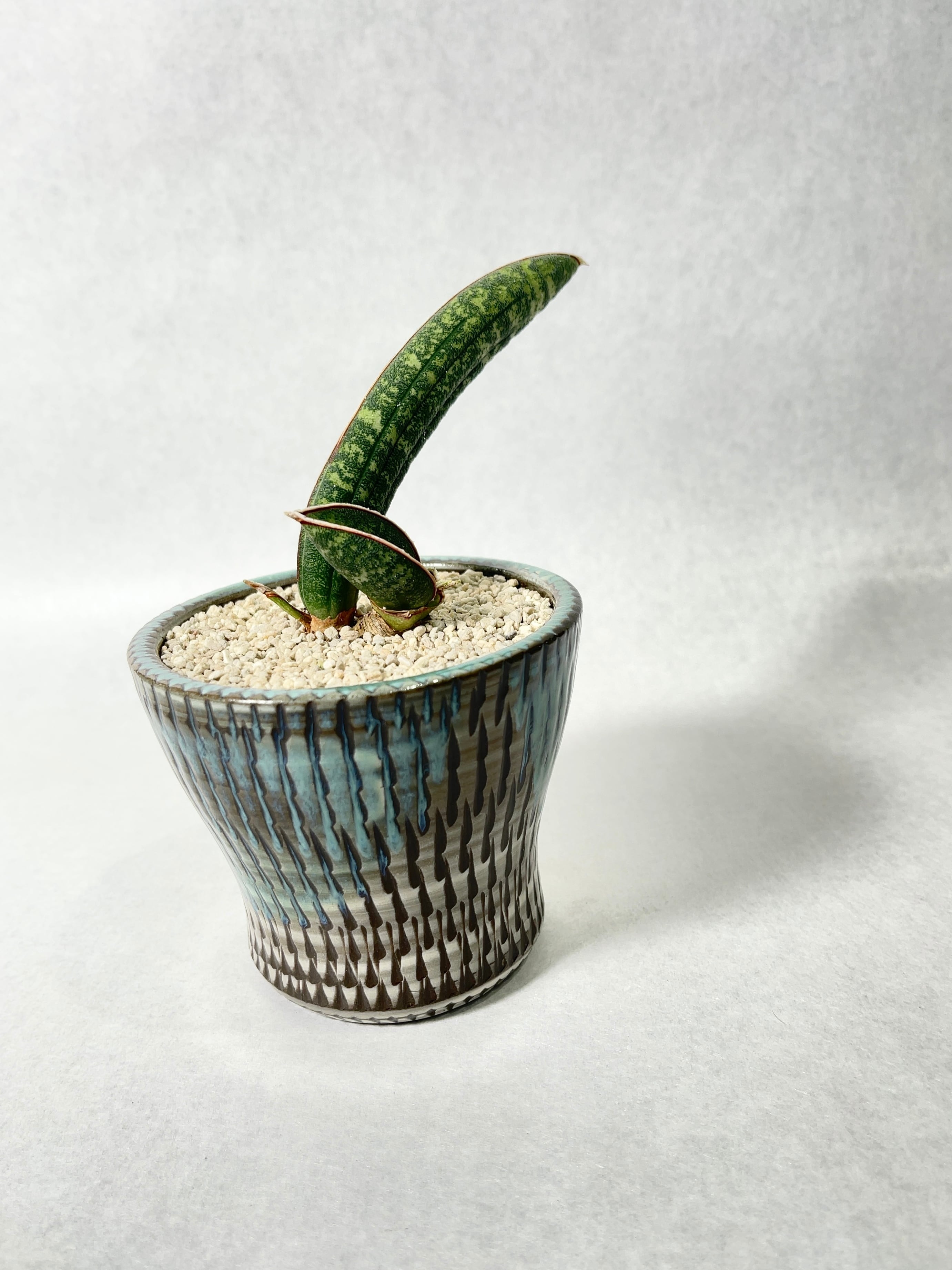 サンセベリア・タンザニアアルシャ | trigger