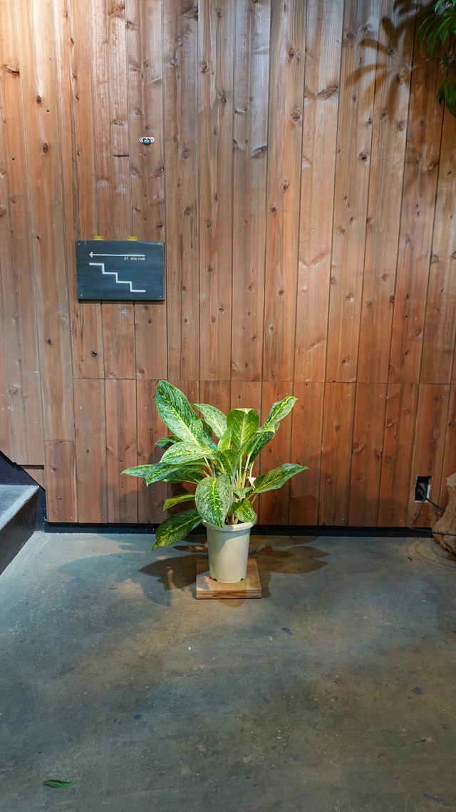 アグラオネマ ビクトリー