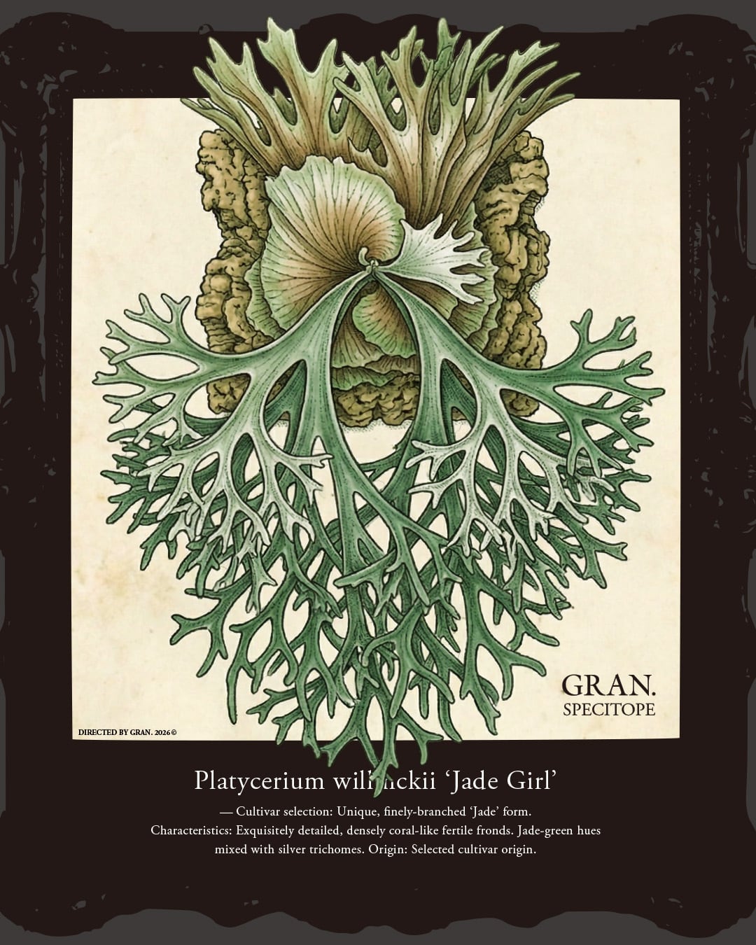 Platycerium willinckii ‘Jade Girl’ t-shirt