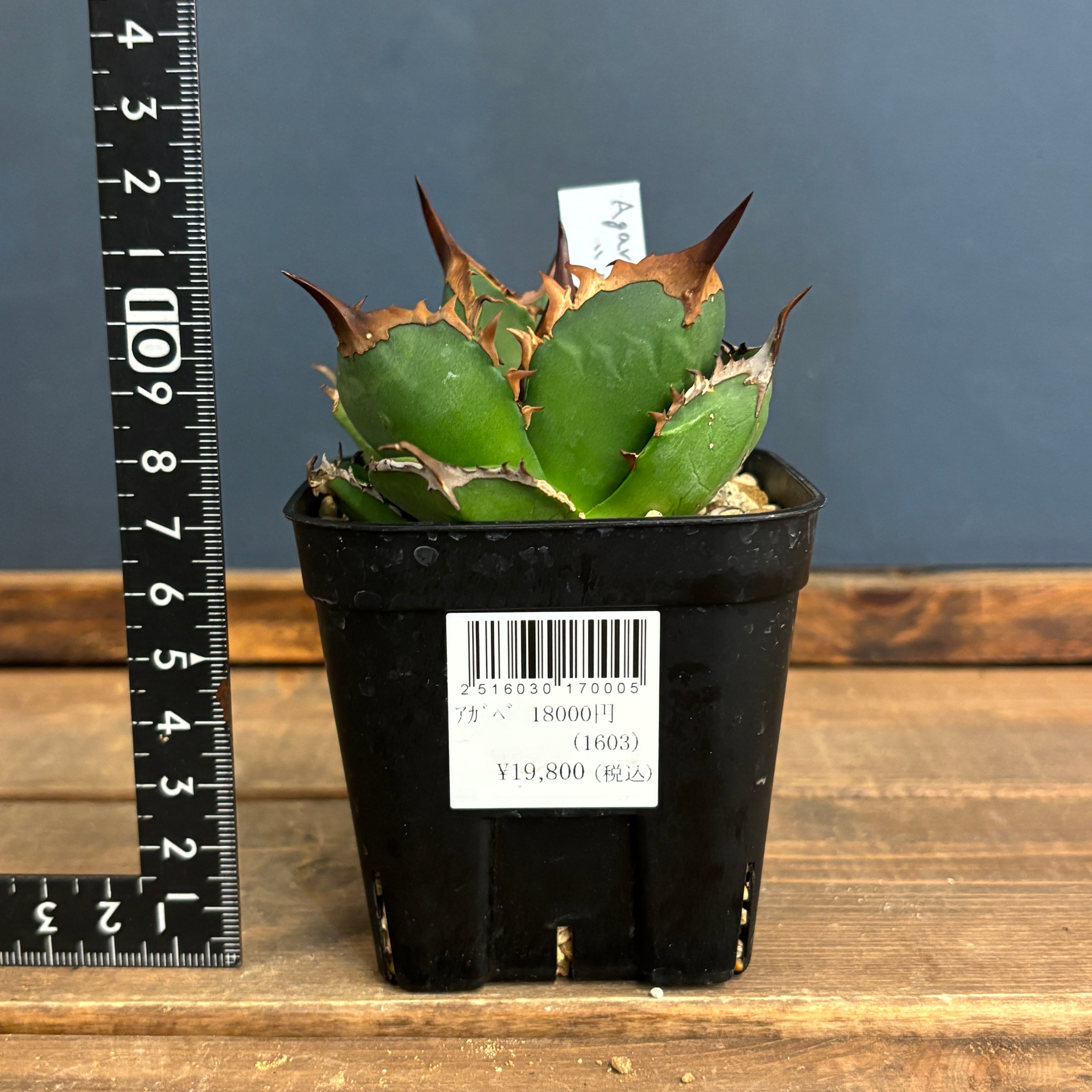 アガベ チタノタ バッファロー【149】 | PROTOLEAF プロトリーフ