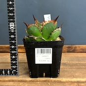 アガベ チタノタ バッファロー【149】