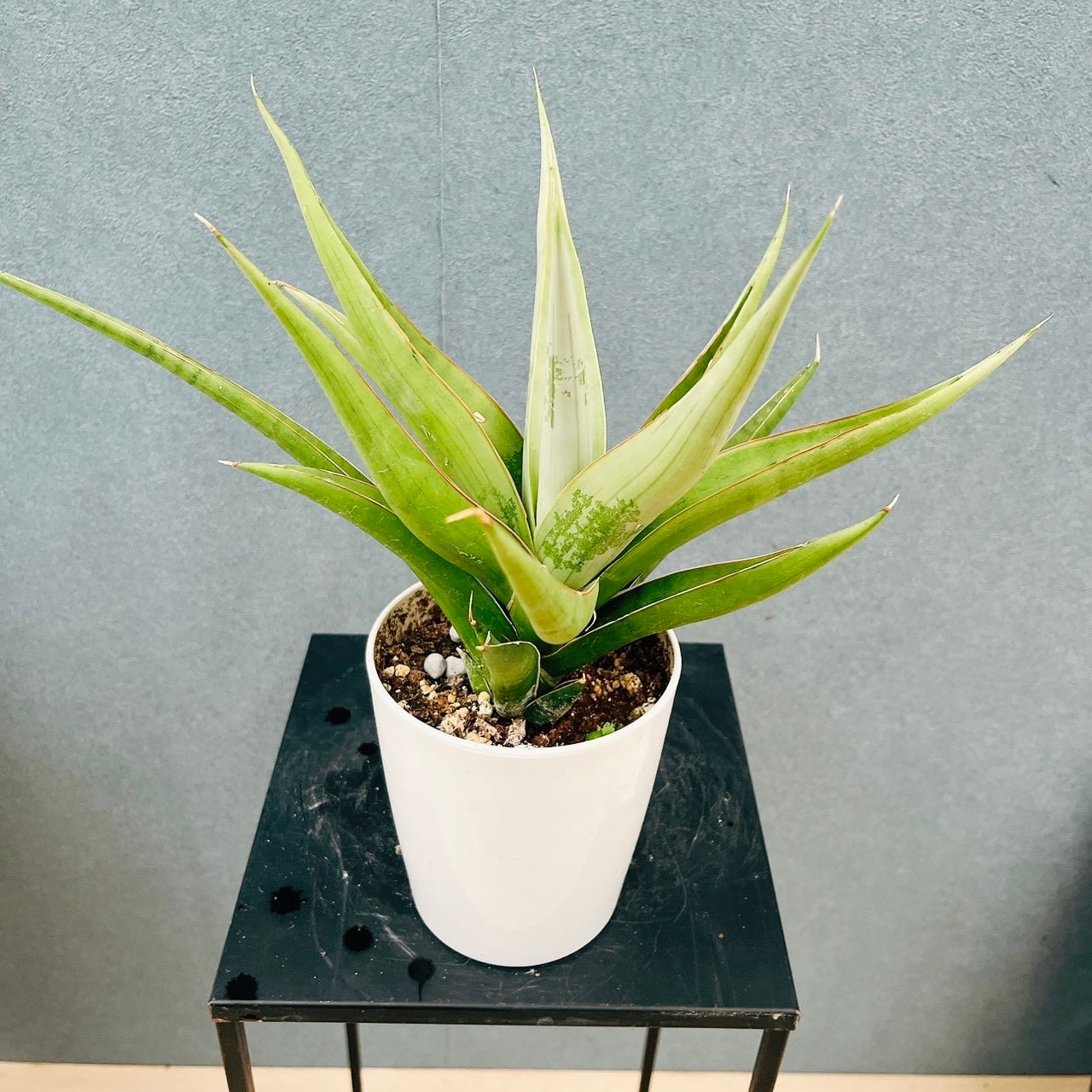 現品］【珍しい】96番 ブコニア レクルバータ バリエガータ 7号 観葉