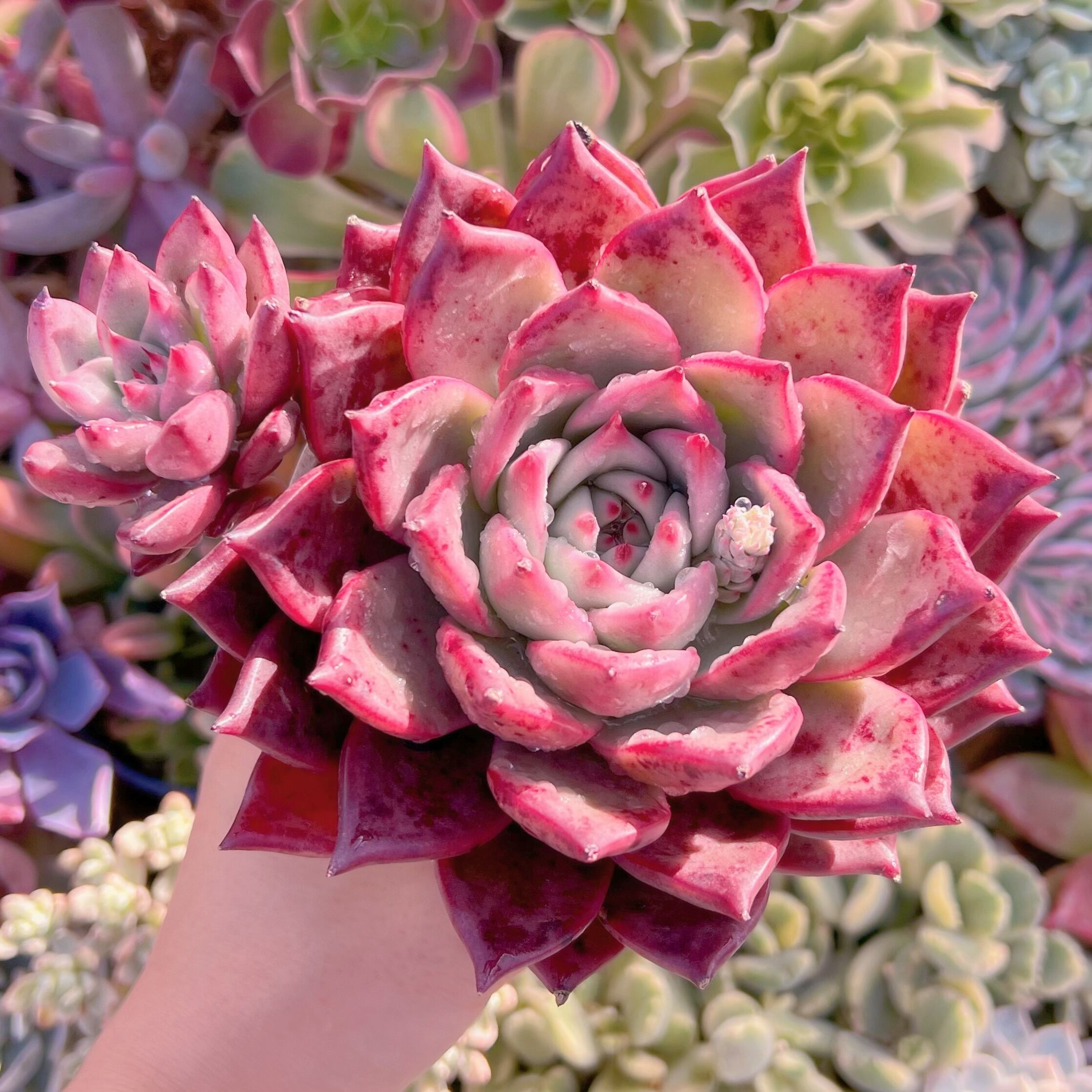 現品　ロメオxマリア#690　新入荷　レア特特大群生15cm　るる農園