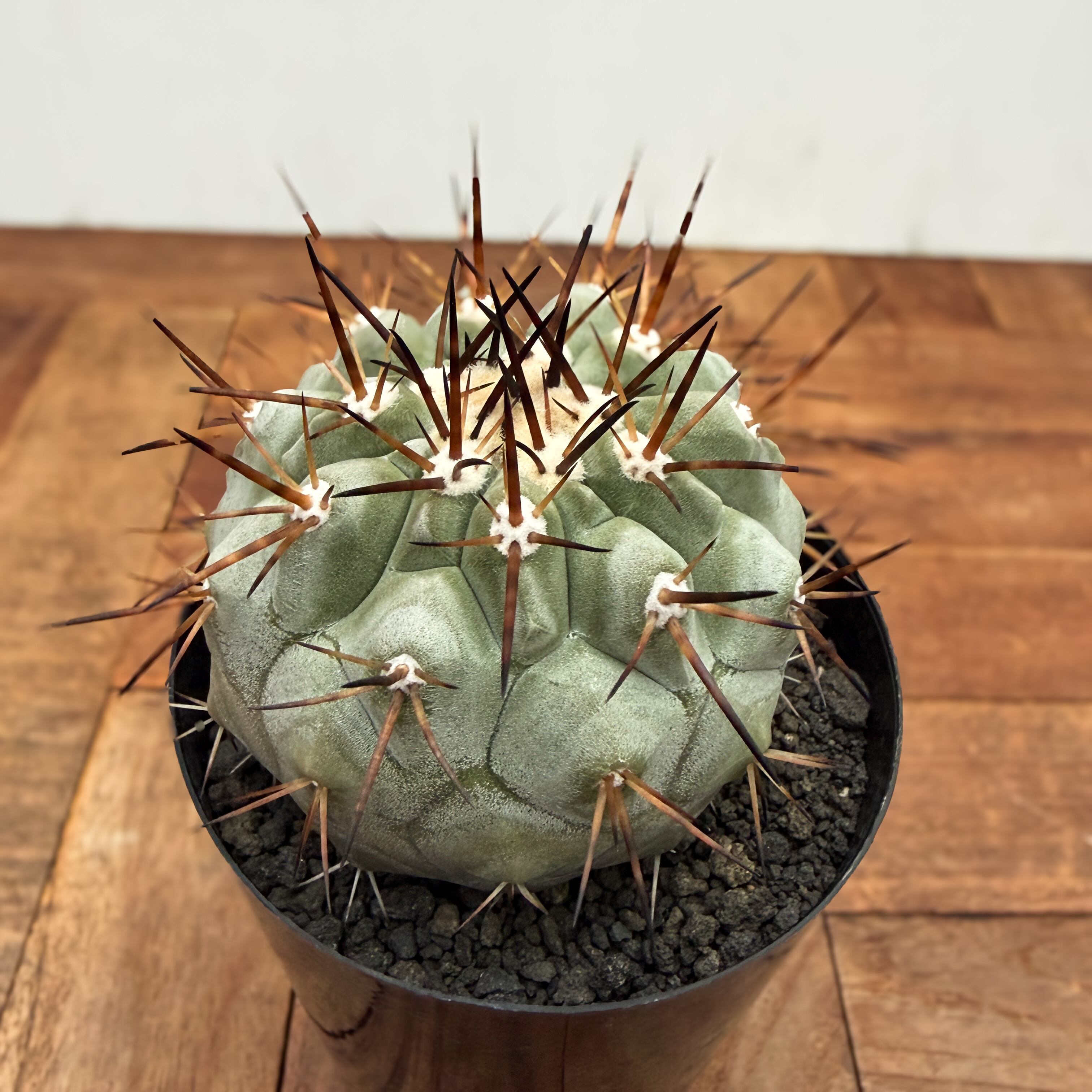 Copiapoa cinerea【黒王丸・実生】 | RIMO'S GREEN 【Saboten