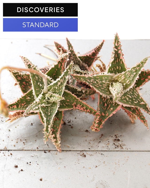 抜き苗 アロエハイブリッド レッド系 Aloe Hybrid
