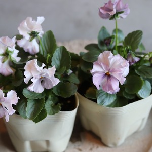 ビオラ　サクラポーレ　冬から春にオススメのお花　よく咲く　シャビーシックにおすすめ