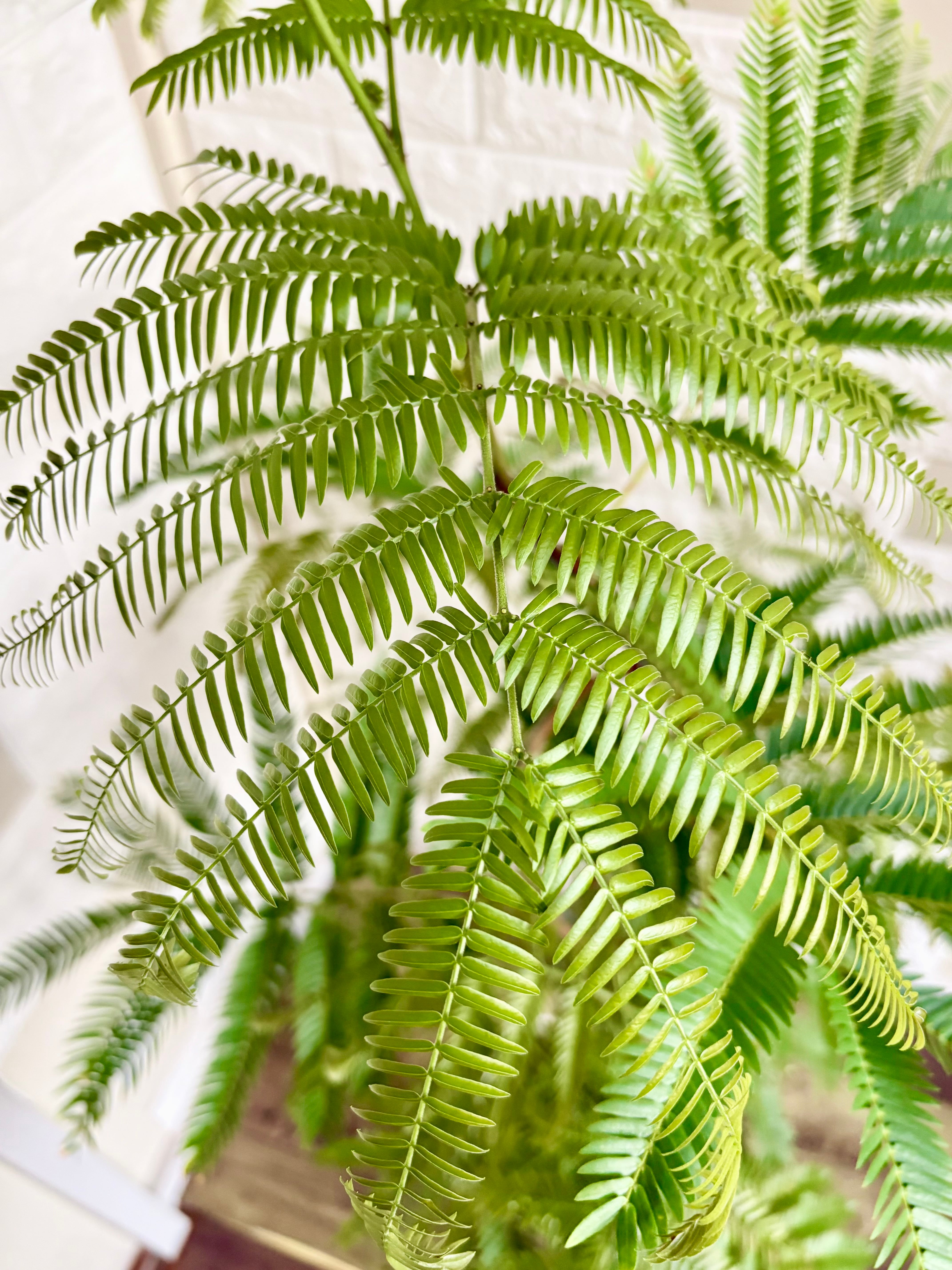 現品】エバーフレッシュ 曲がり樹形 7号鉢 観葉植物 | 観葉植物のお店