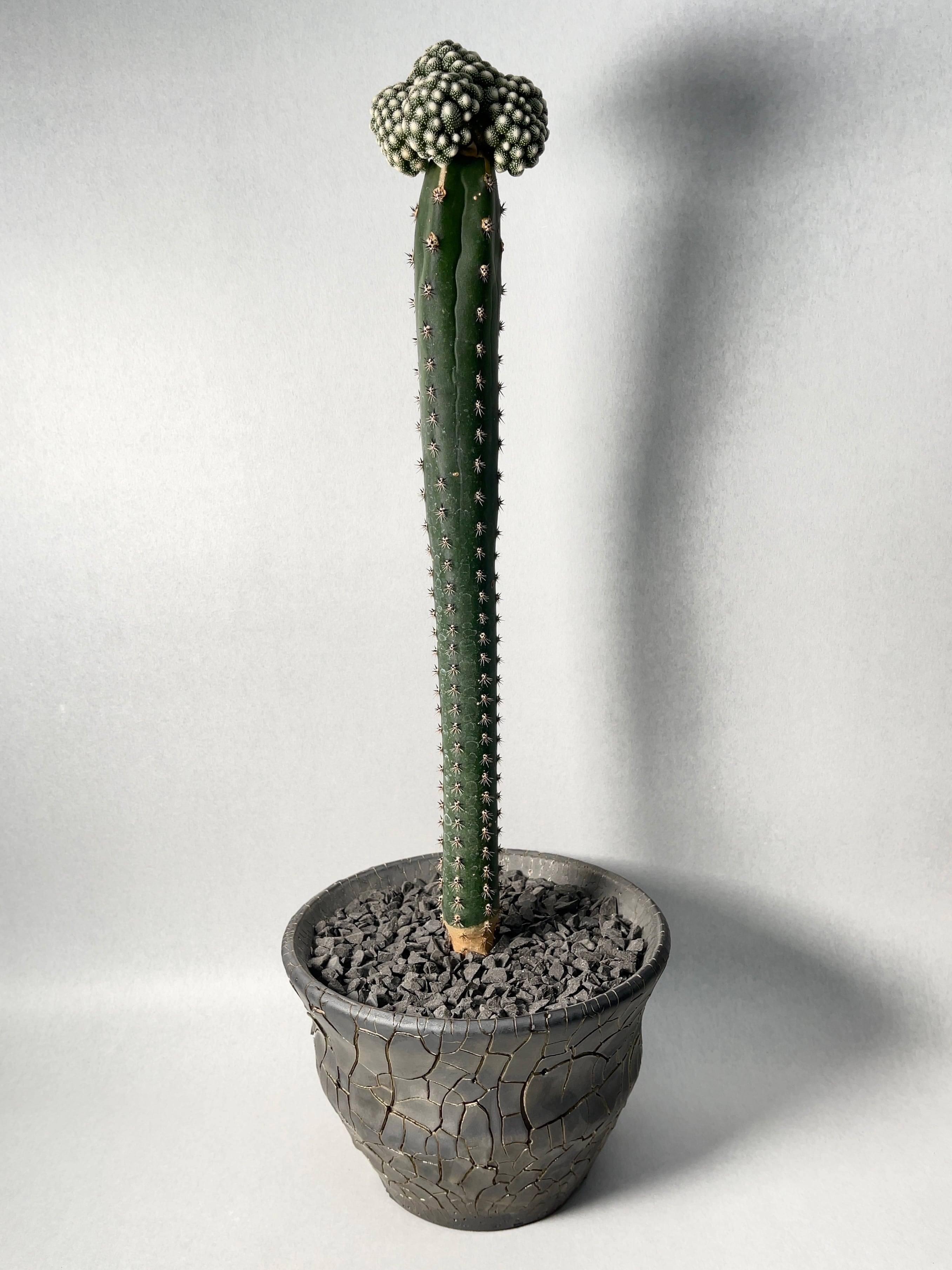 多肉植物 サボテン ブロスフェルディア 松露玉 3本 Blossfeldia