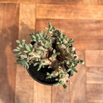Tylecodon reticulatus【チレコドン・万物想】