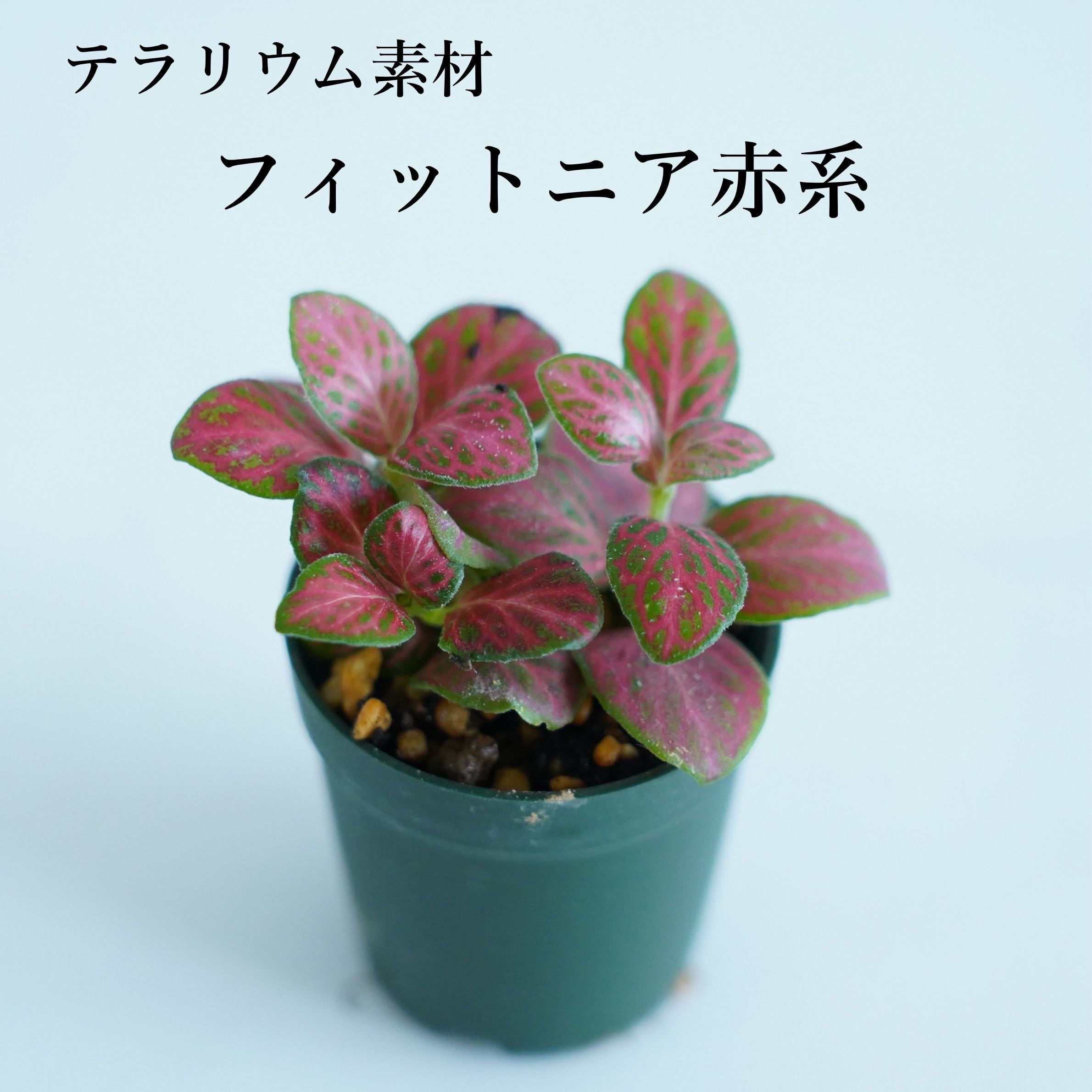 苔テラリウム　CUBE型　コケテラリウム　フィットニア3種類 フィットニア 赤系 苔テラリウム作製用素材 | 苔テラリウム専門