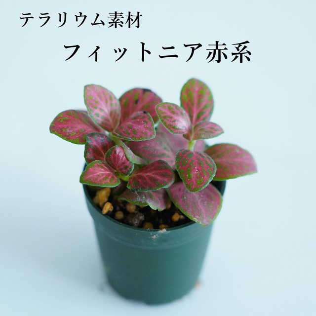 フィットニア 赤系　苔テラリウム作製用素材