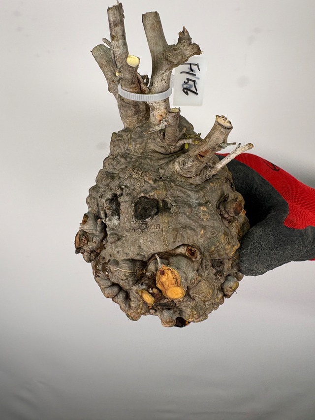 F156 現地発根株 オペルクリカリア パキプス 6/15 入荷 Operculicarya pachypus 塊根植物 現地球