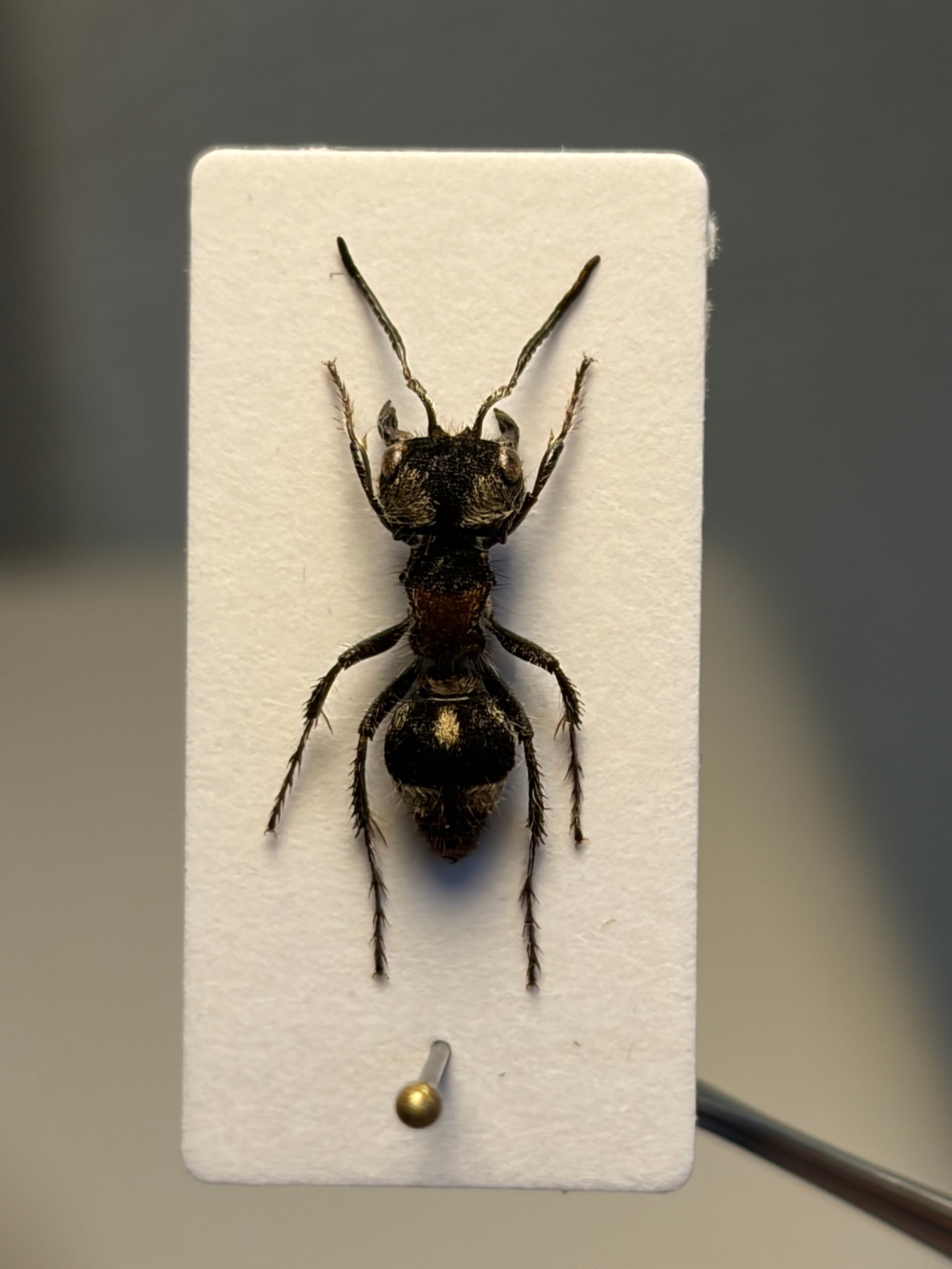13mm】オオズアリバチの一種 標本 Mutillidae sp. タランチュラ あり蟻