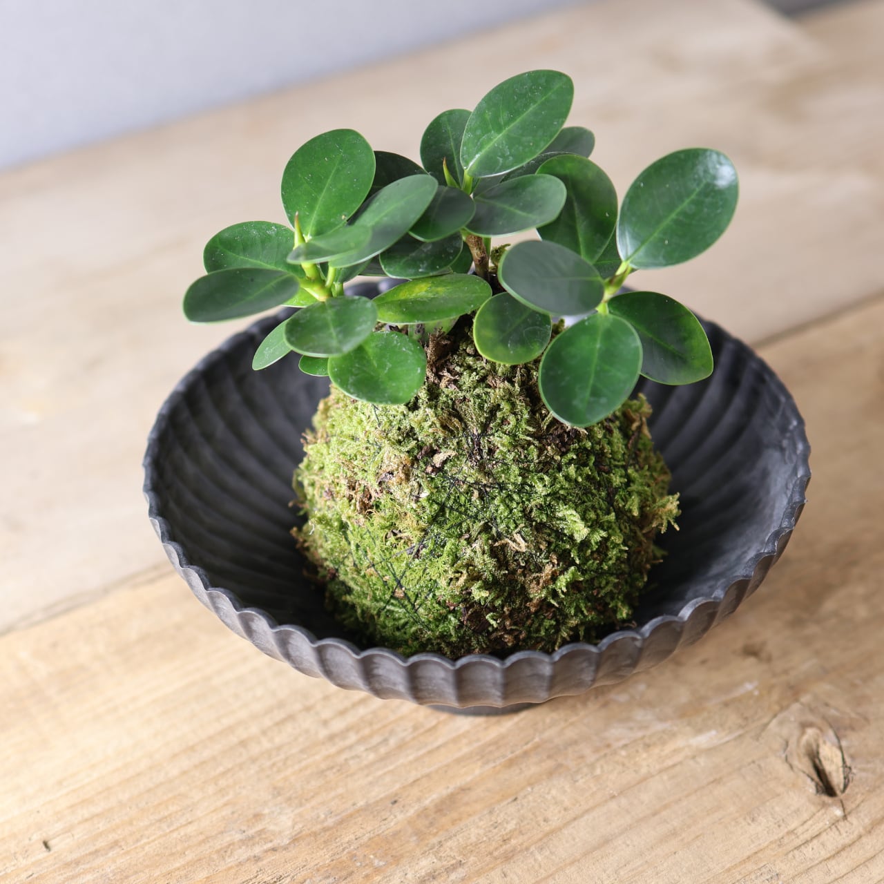 384 小さな森の守り神『パンダガジュマル苔玉』お皿付き 観葉植物
