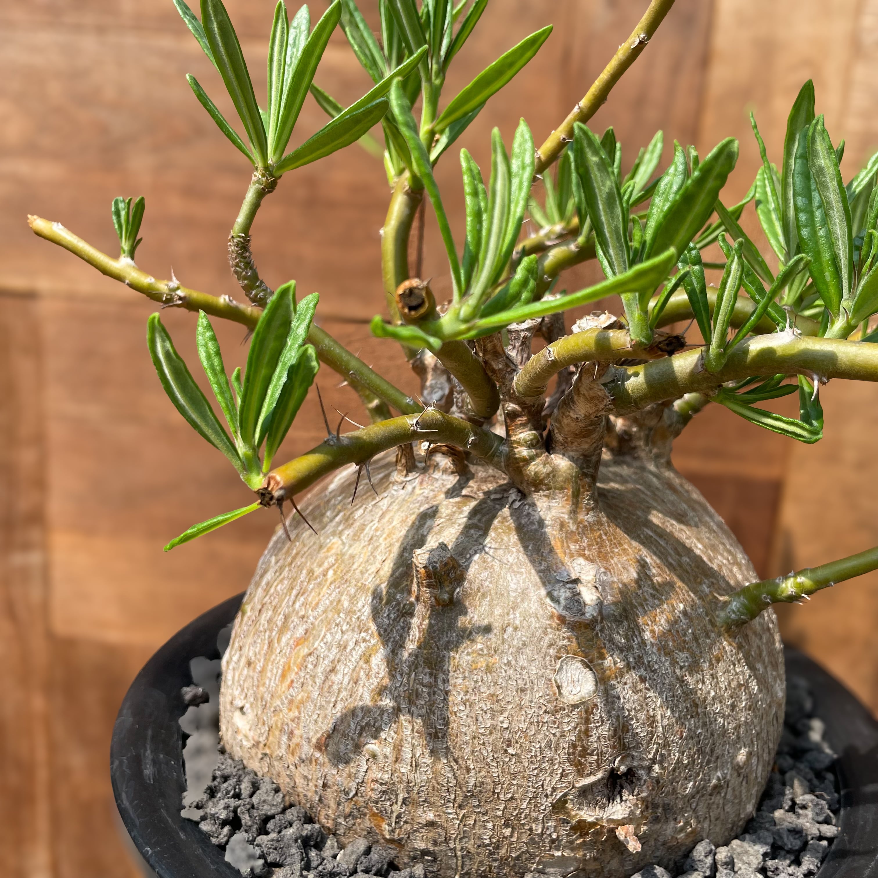 Pachypodium succulentum 【パキポディウム・サキュレンタム Pachypodium succulentum 【パキポディウム・サキュレンタム
