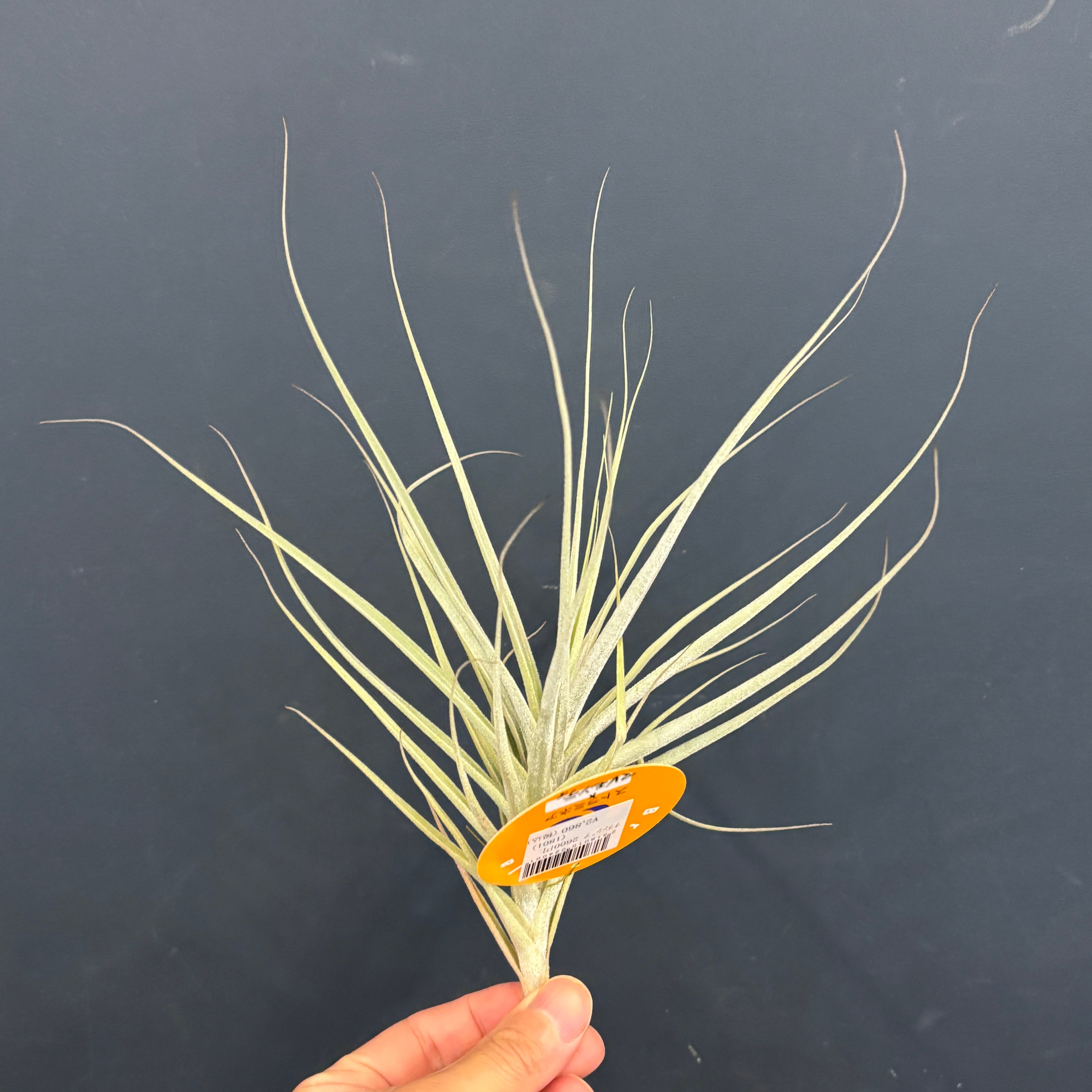 チランジア ストラミネア × マレモンティ【735】