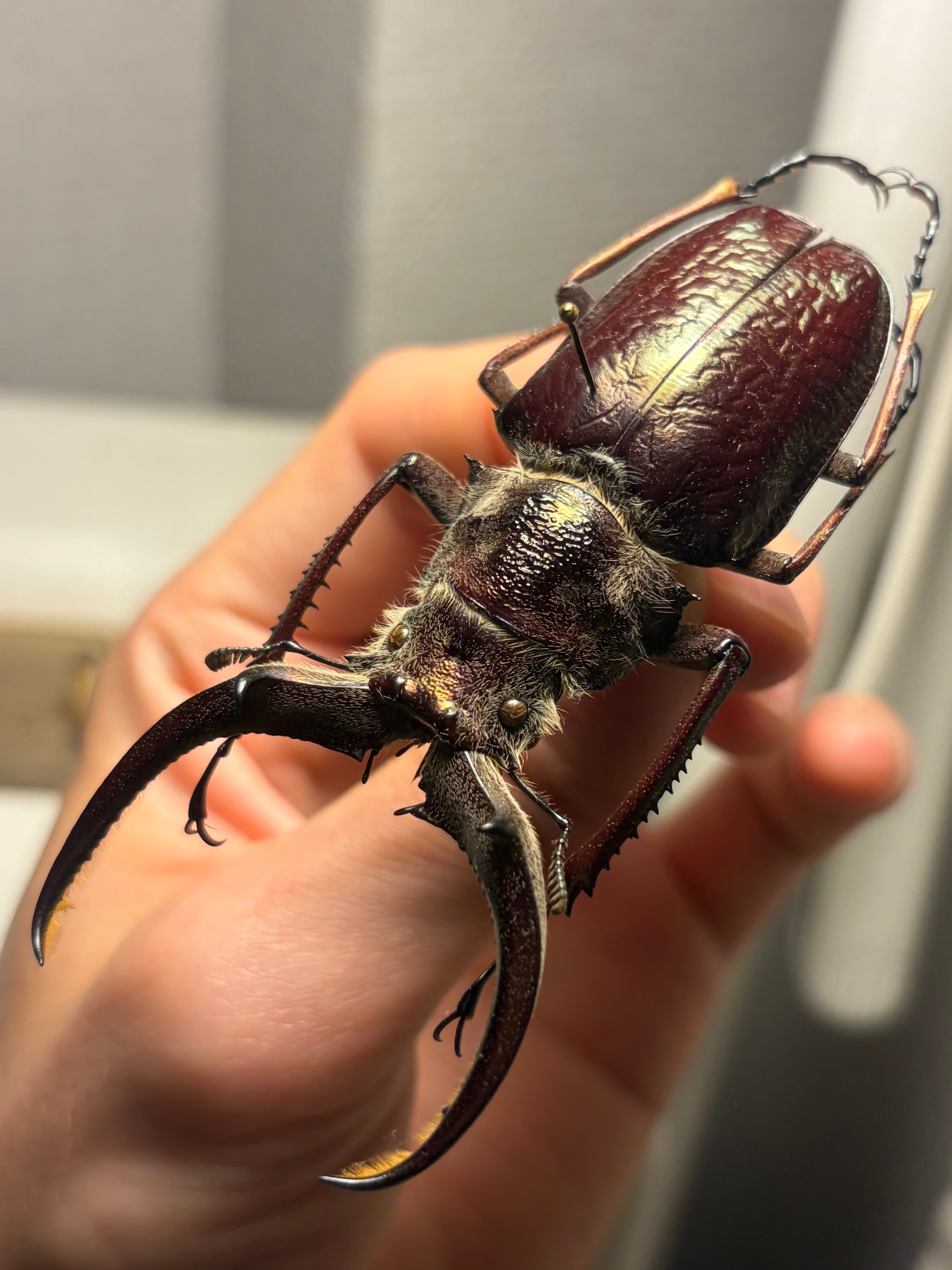 チリクワガタ♂ 約57ミリ 大顎BORDO】ギガンテウスシワバネクワガタ 昆虫標本 チリクワガタ