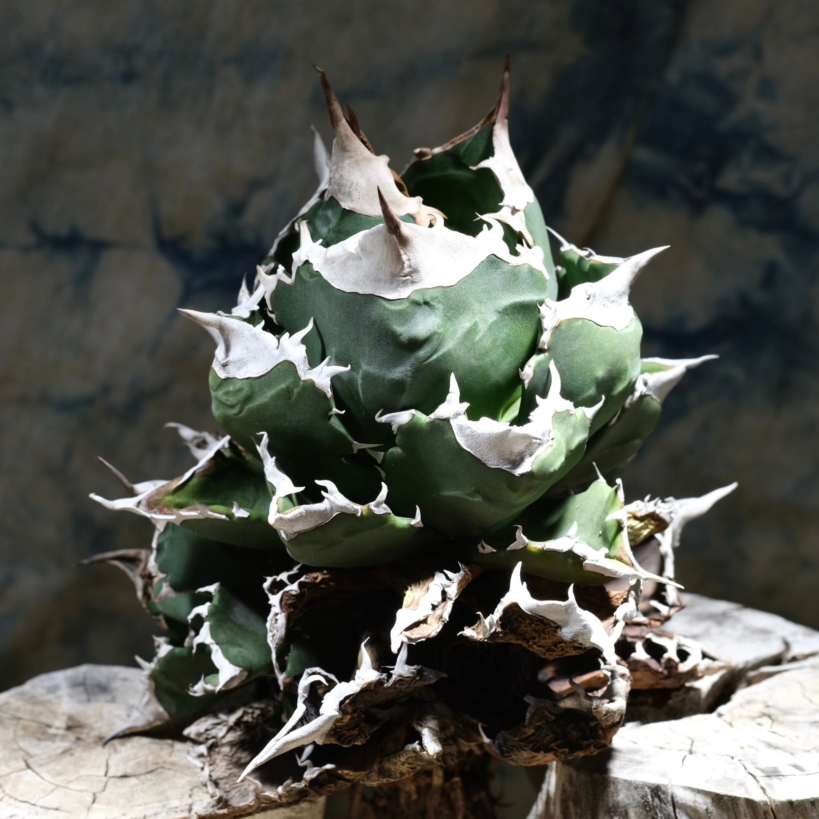 Agave Wabi hybrid 笹の雪x甲蟹（子株）ф9cm | wabi
