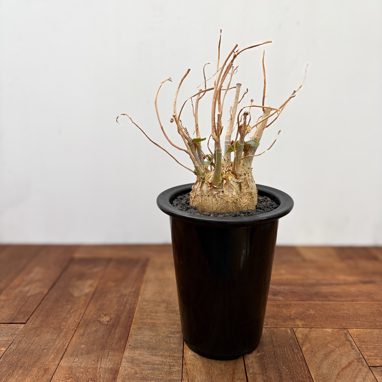 Ficus petiolaris【フィカス・ペティオラリス・実生】