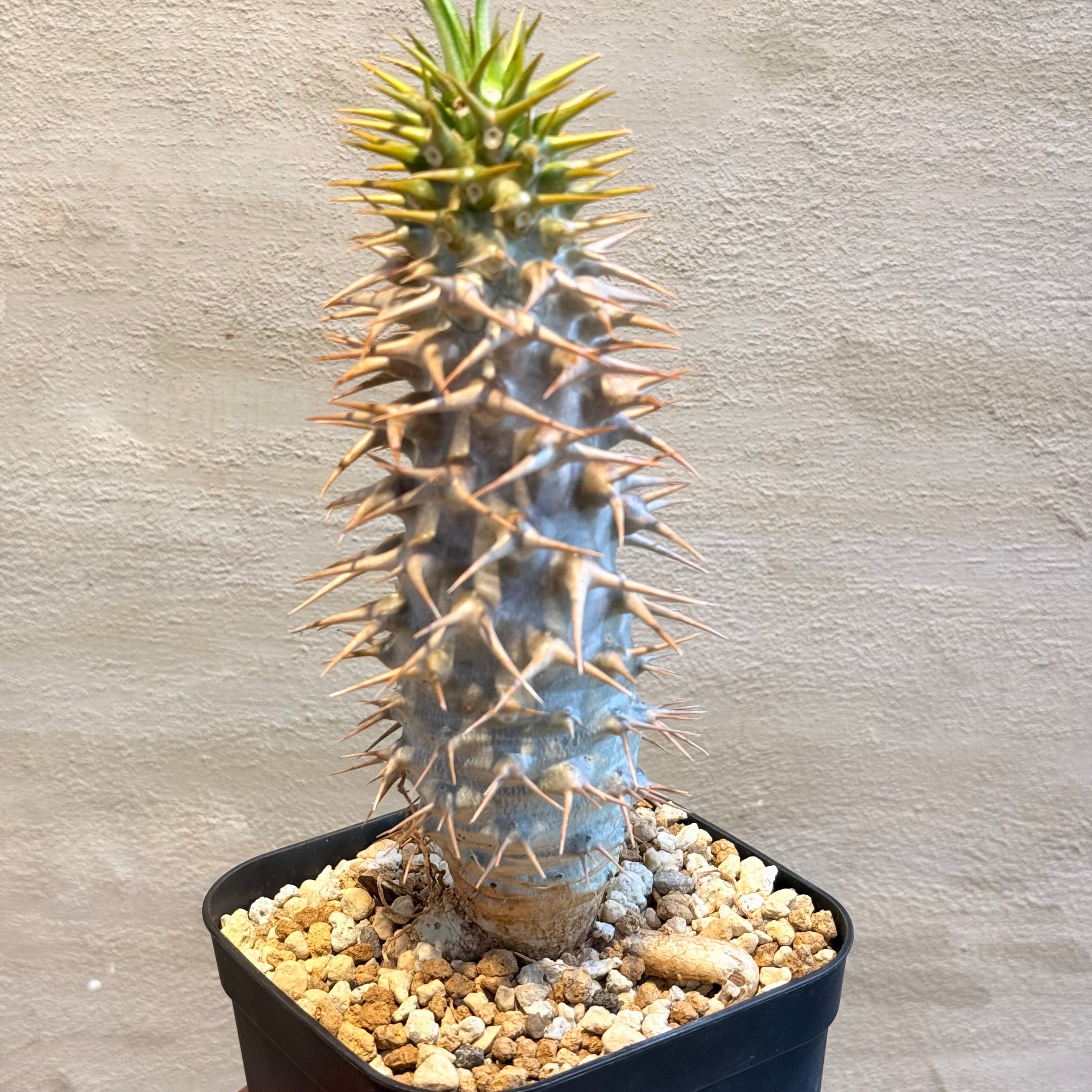 アンボンゲンセ　実生　コレクション株　パキポディウム パキポディウム・アンボンゲンセ 実生【D41】 Pachypodium ambongense