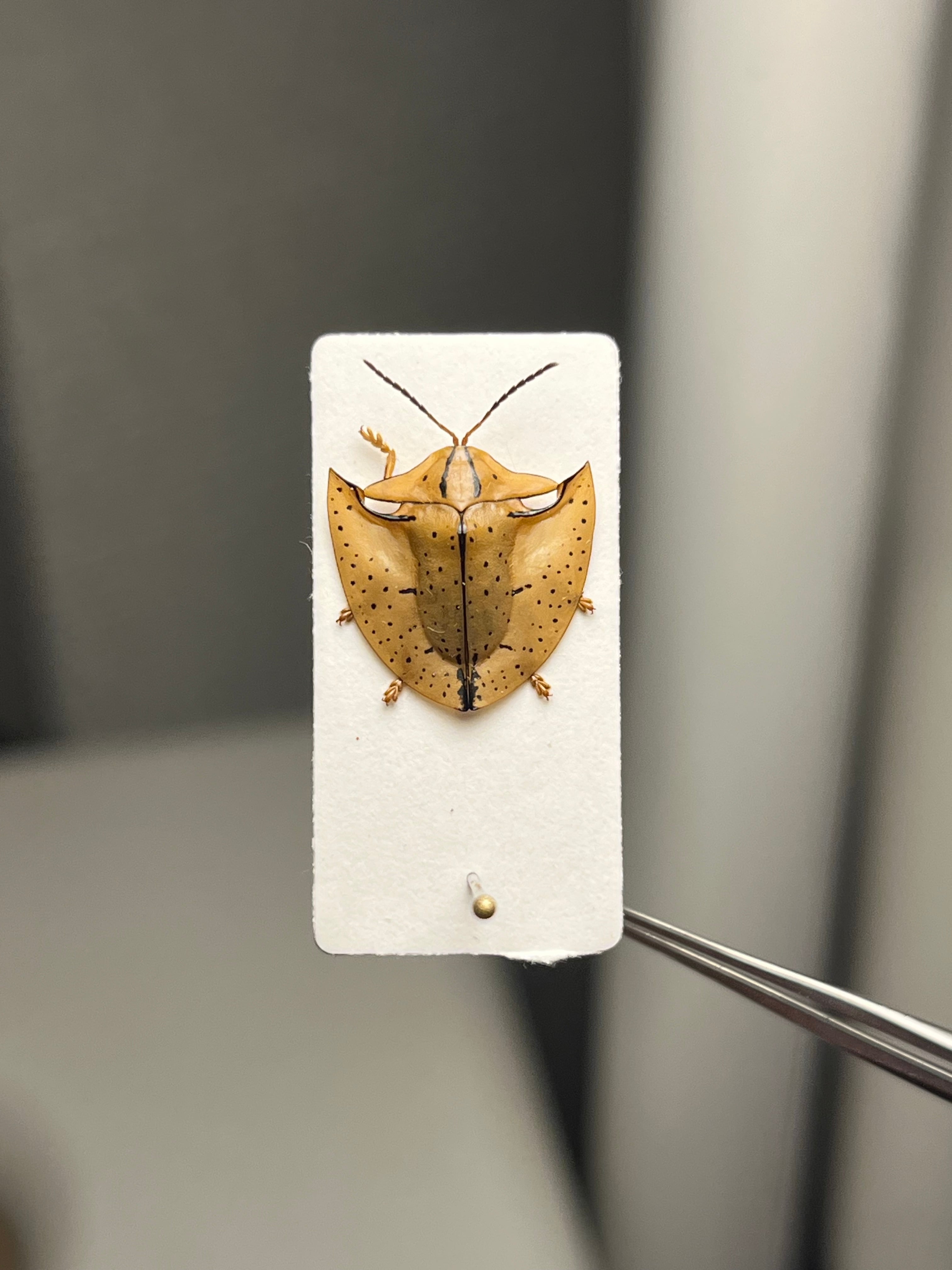 腿太葉虫最大種】Sagra buqueti モモブトハムシ プラチナコガネ