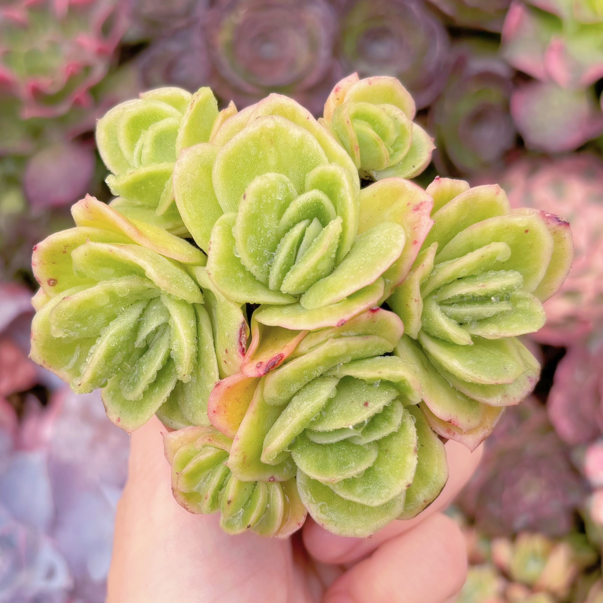 多肉植物　アイスラブリーローズ錦　Sサイズ　群生　るる農園