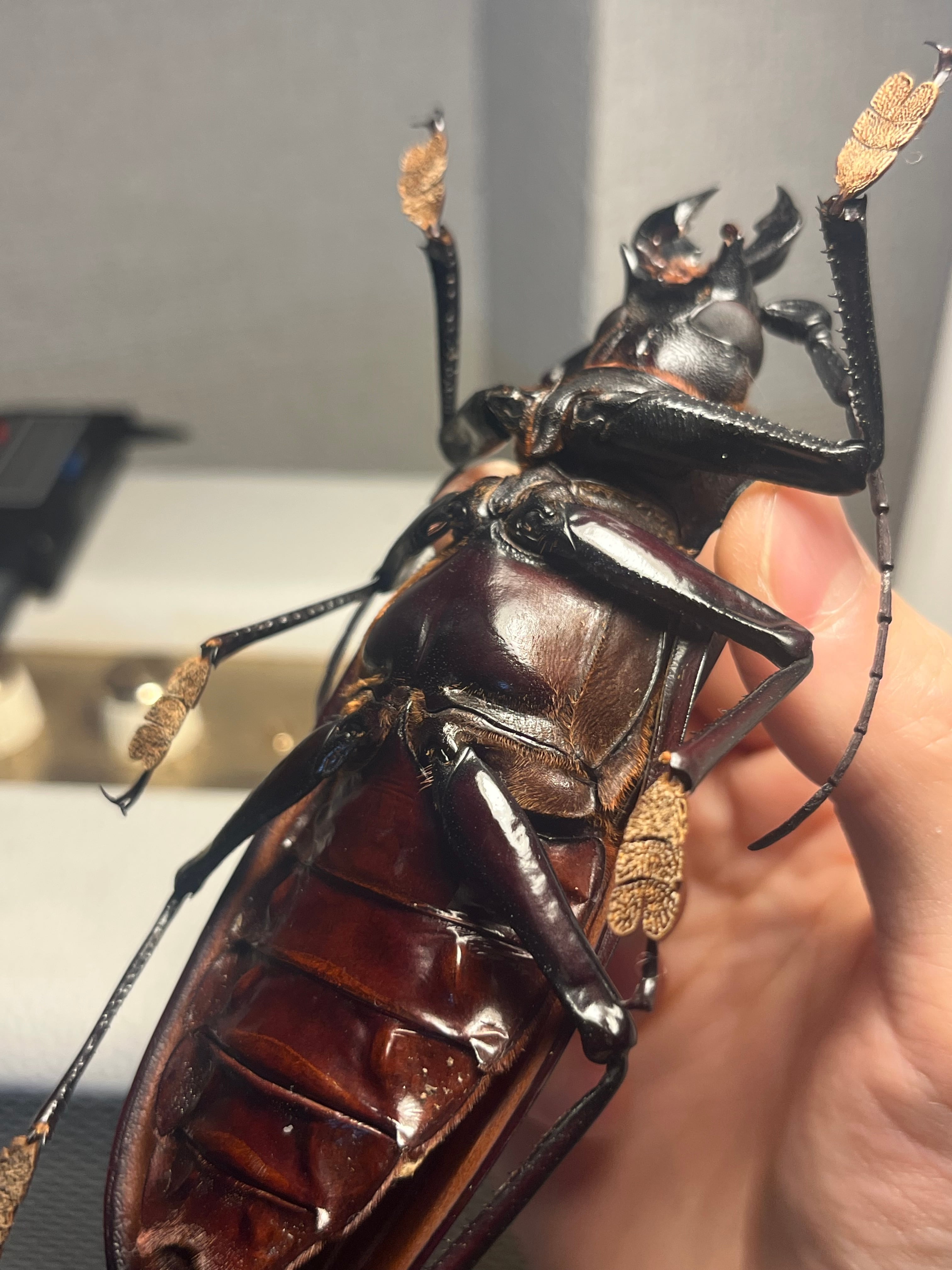 131mm】タイタンオオウスバカミキリ カブトムシクワガタハナムグリ