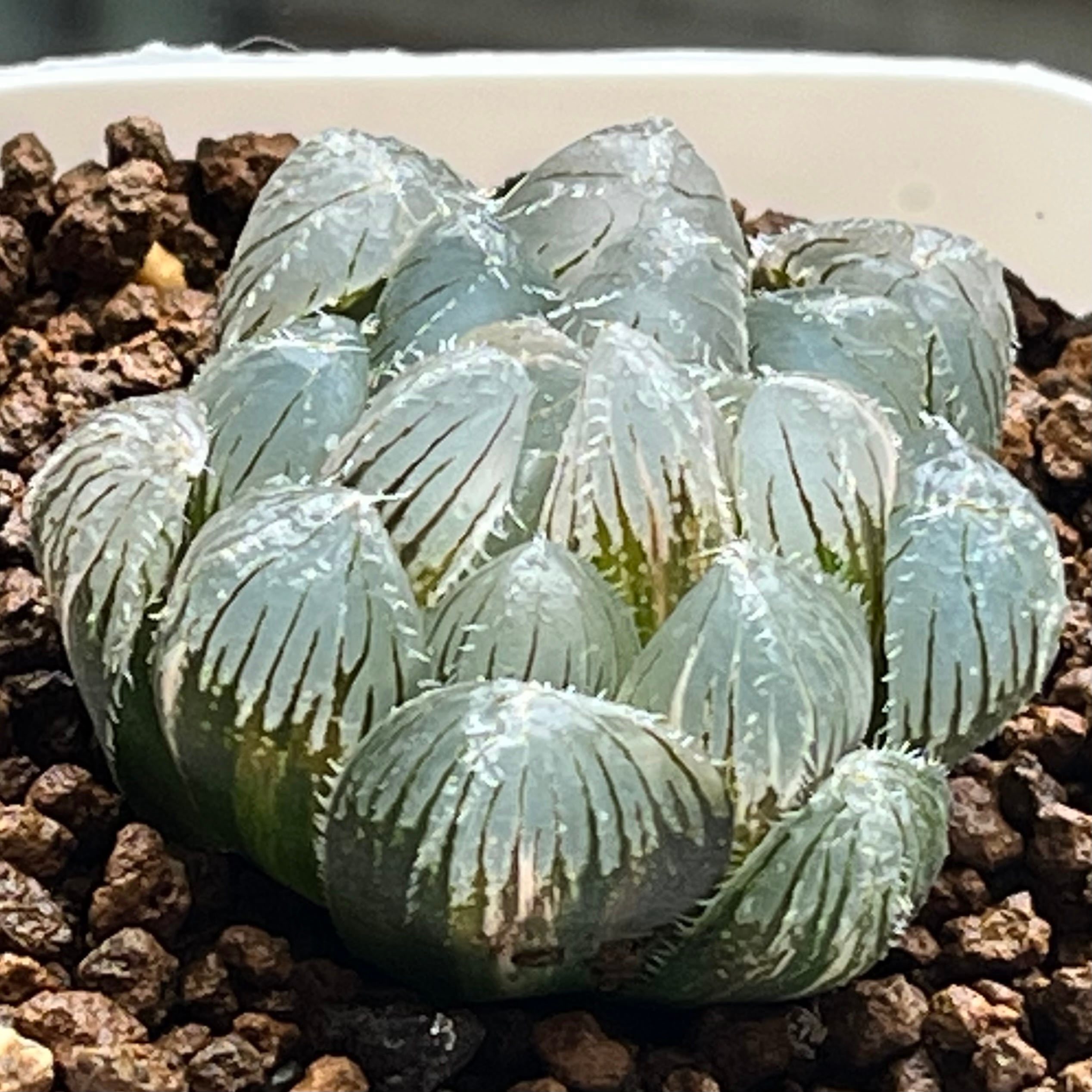 ハオルチア バディア 火鳳凰錦 | mocono_plants
