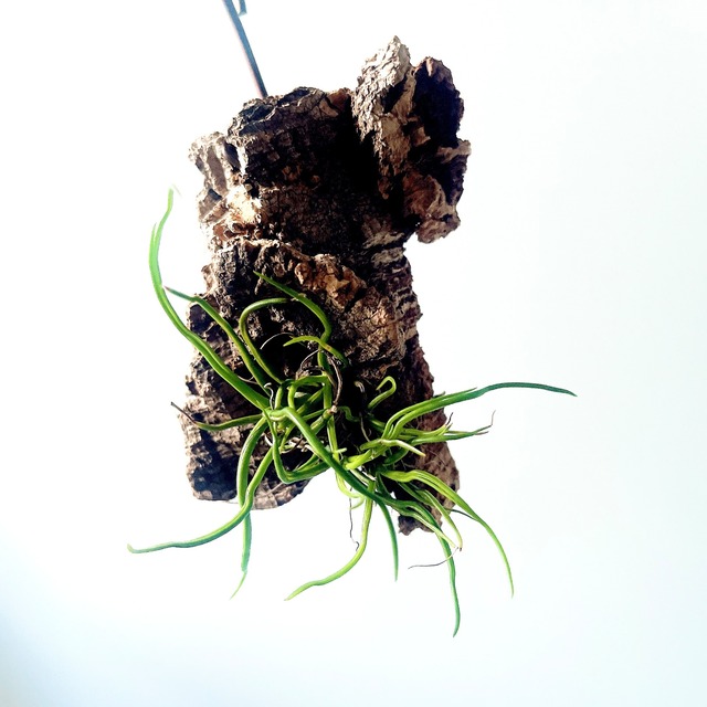 一点もの コルク×エアプランツ 空間に映える壁掛けグリーン calm cafe