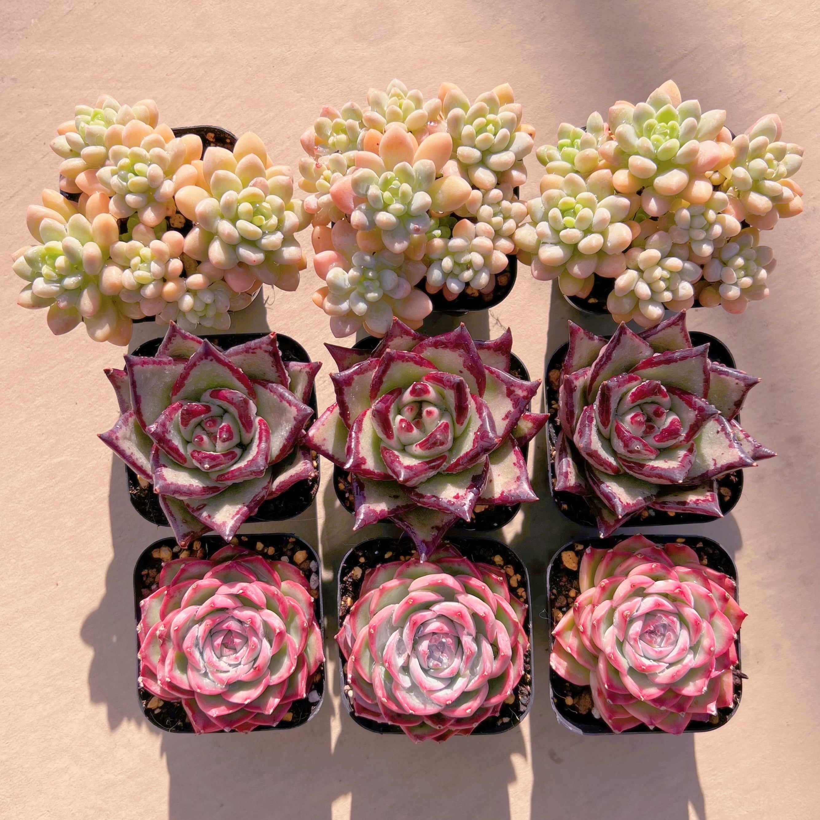 BASE販売会セットA