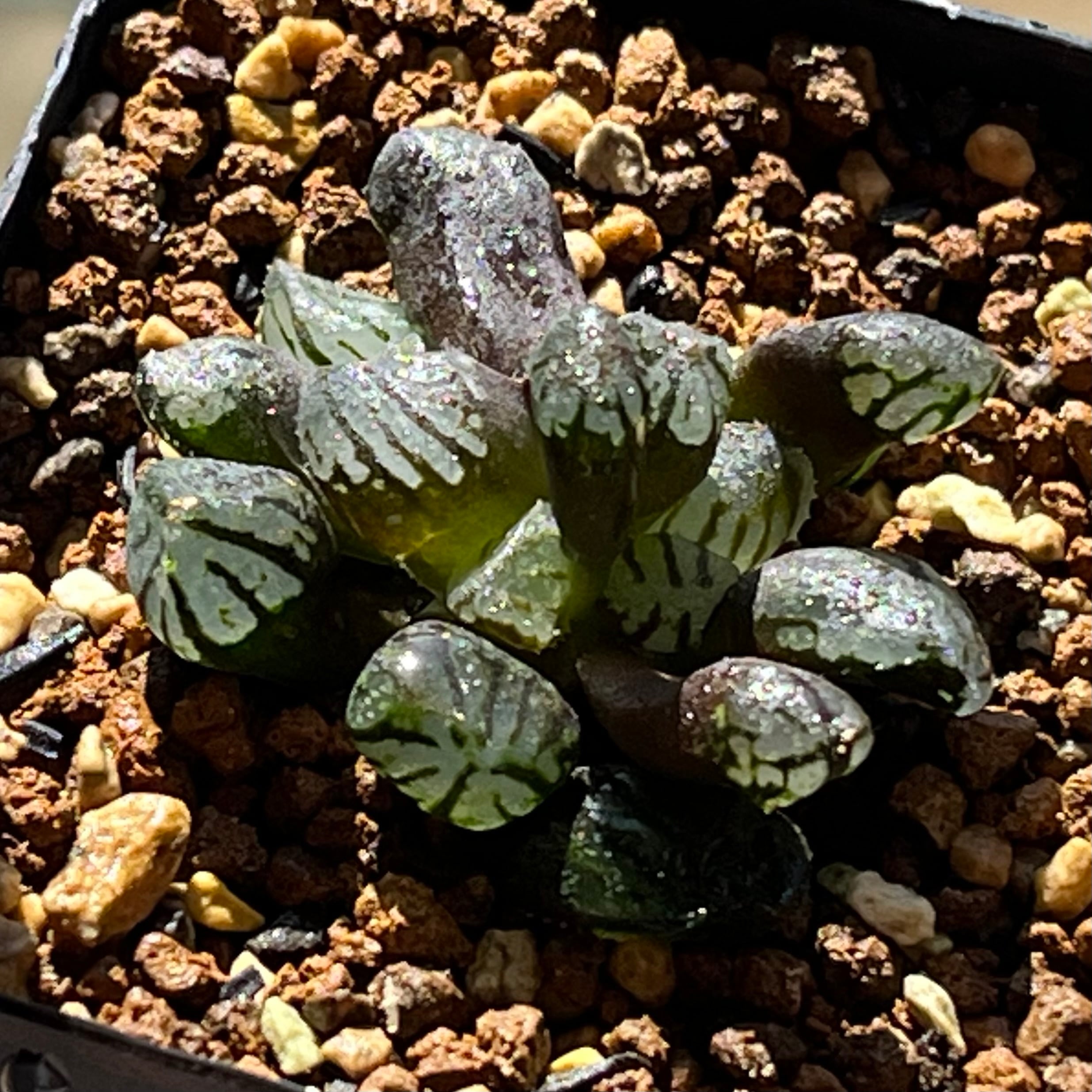 ハオルチア B型コンプトミュータント錦 | mocono_plants